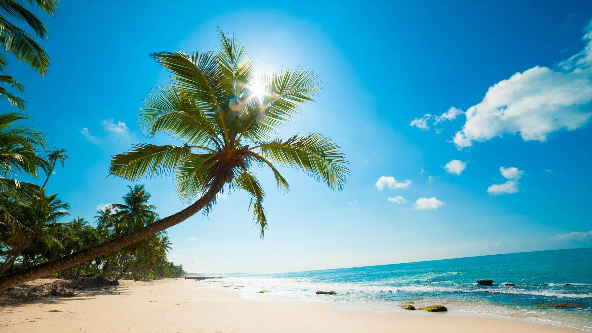 tropical beach, leaning palm tree, bright blue sky, Full HD Desktop Wallpaper