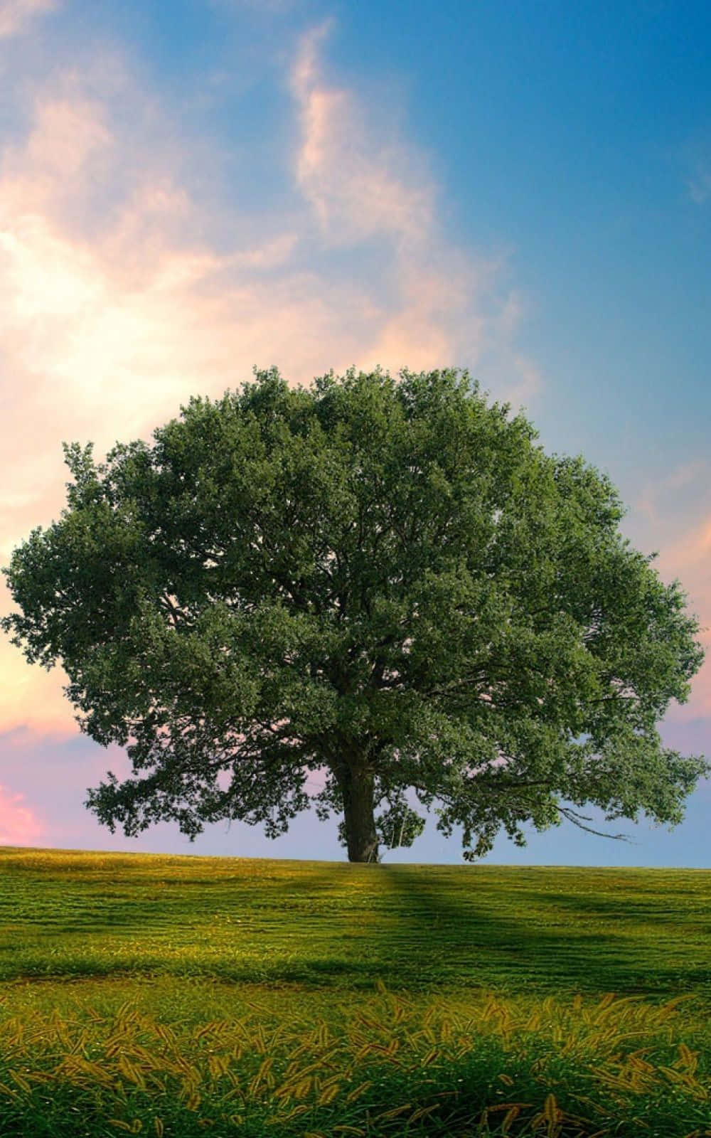 Tree Phone, Green Meadow, vibrant sunset sky, HD Phone Wallpaper