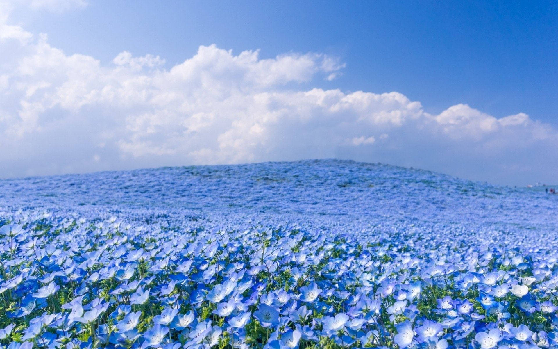 blue flower field, bright blue sky, fluffy white clouds, Full HD Desktop Wallpaper