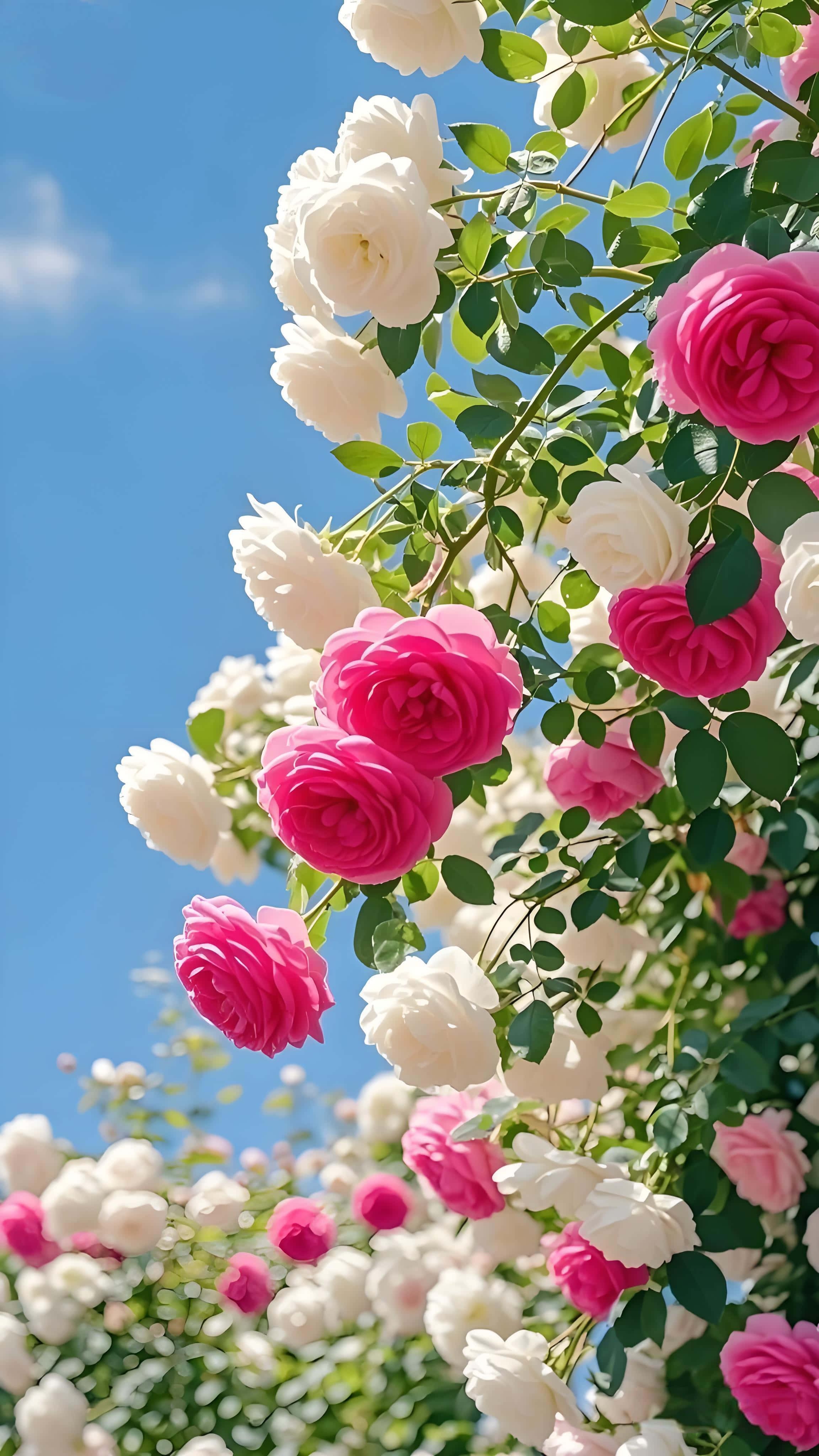 pink white roses, blue sky, garden, 4K Phone Wallpaper