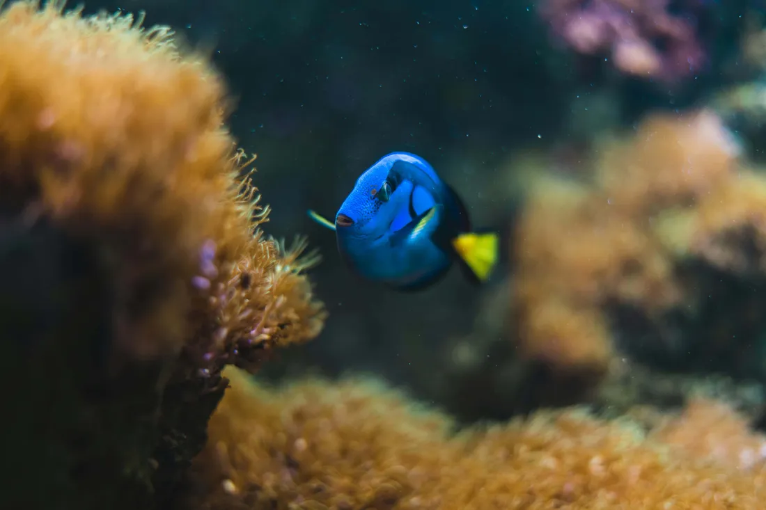 Blue Tang