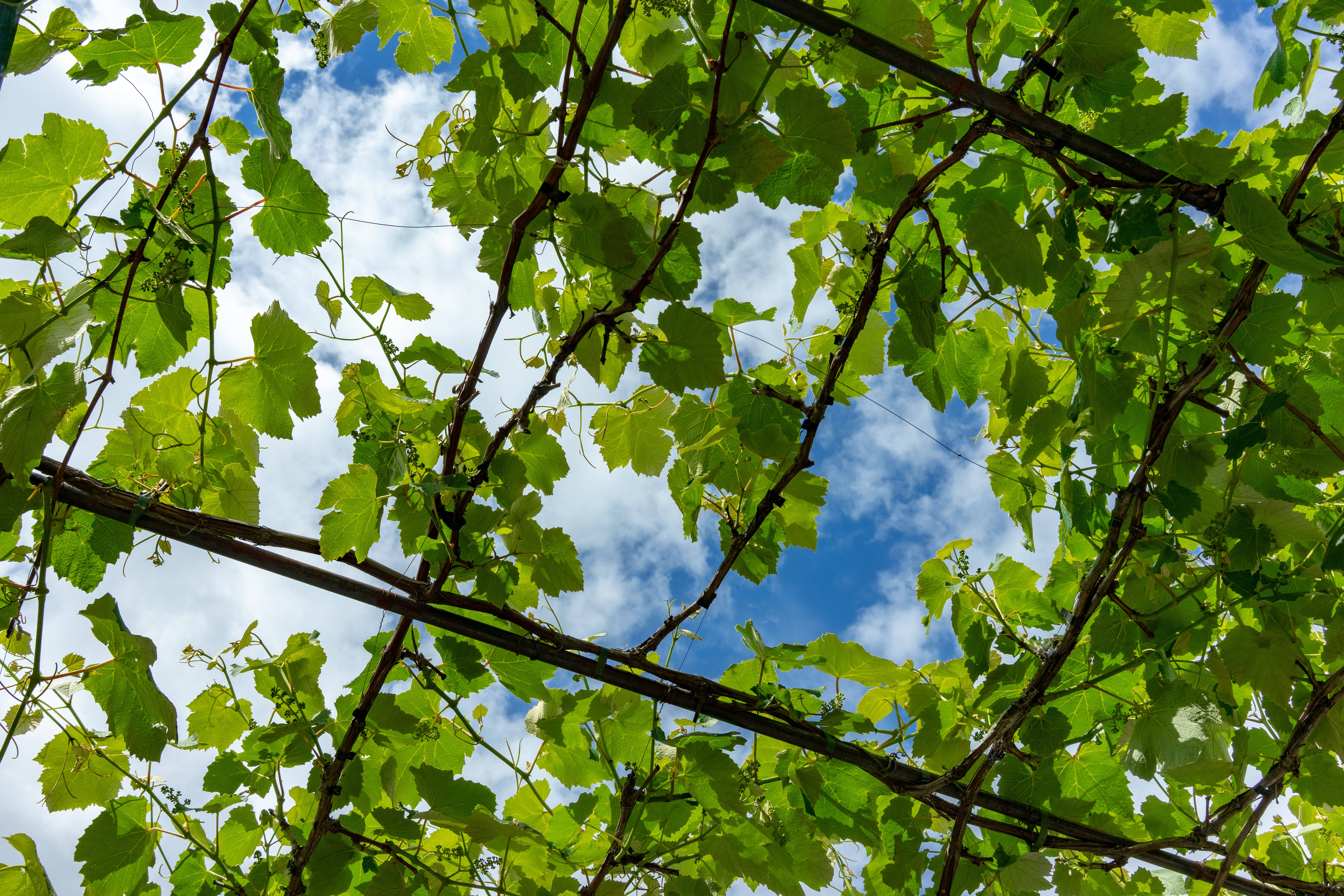 Sky Blue Texture Tree, bright blue sky, vibrant green grapevine leaves, 5K Desktop Wallpaper