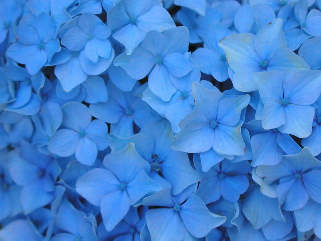 Blue Things