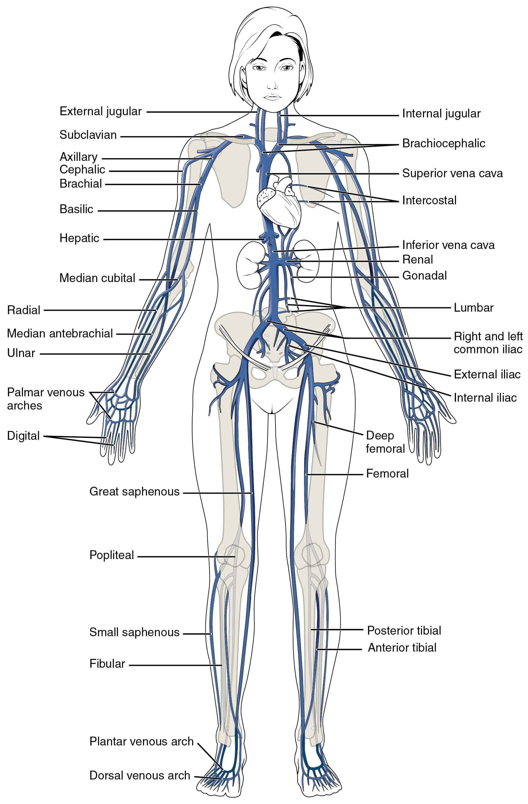 Blue Veins, anatomical diagram, human female figure, Full HD Phone Wallpaper