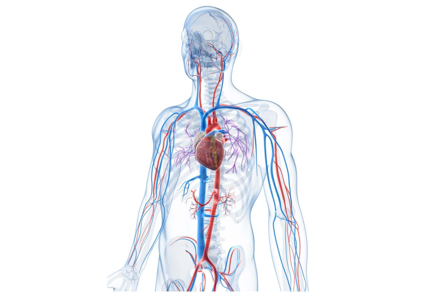 Blue Veins, circulatory system, red and blue vessels, HD Desktop Wallpaper