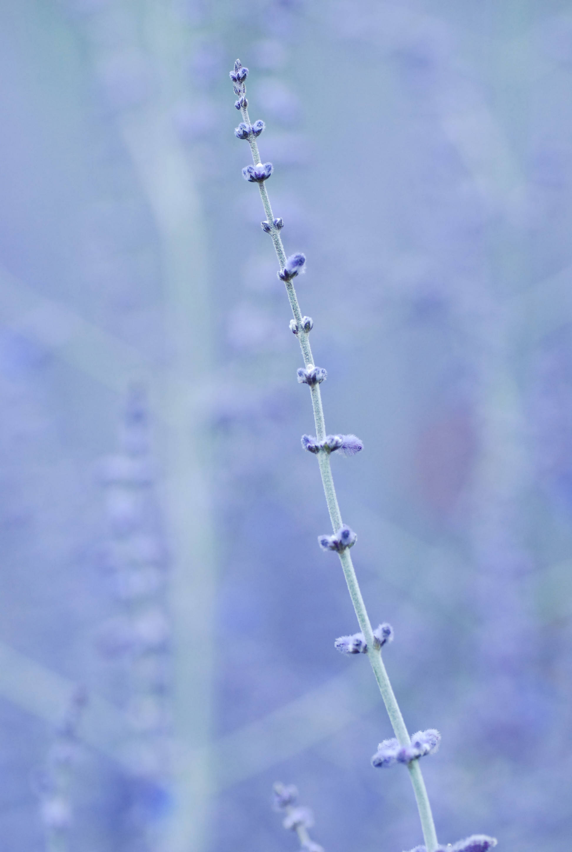 Blue Velvet Flowers, lavender stem, tiny purple buds, 2K Phone Wallpaper