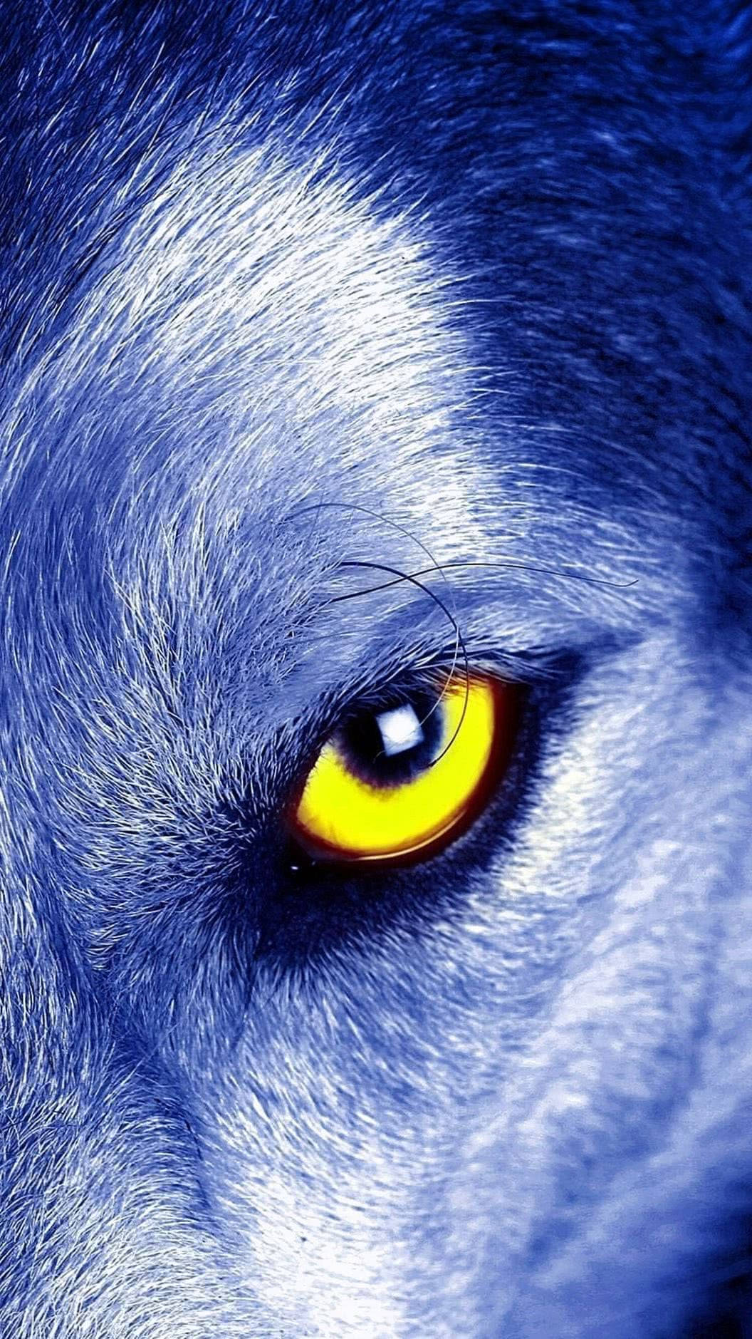 Blue Wolf, yellow eyes, icy blue fur, HD Phone Wallpaper