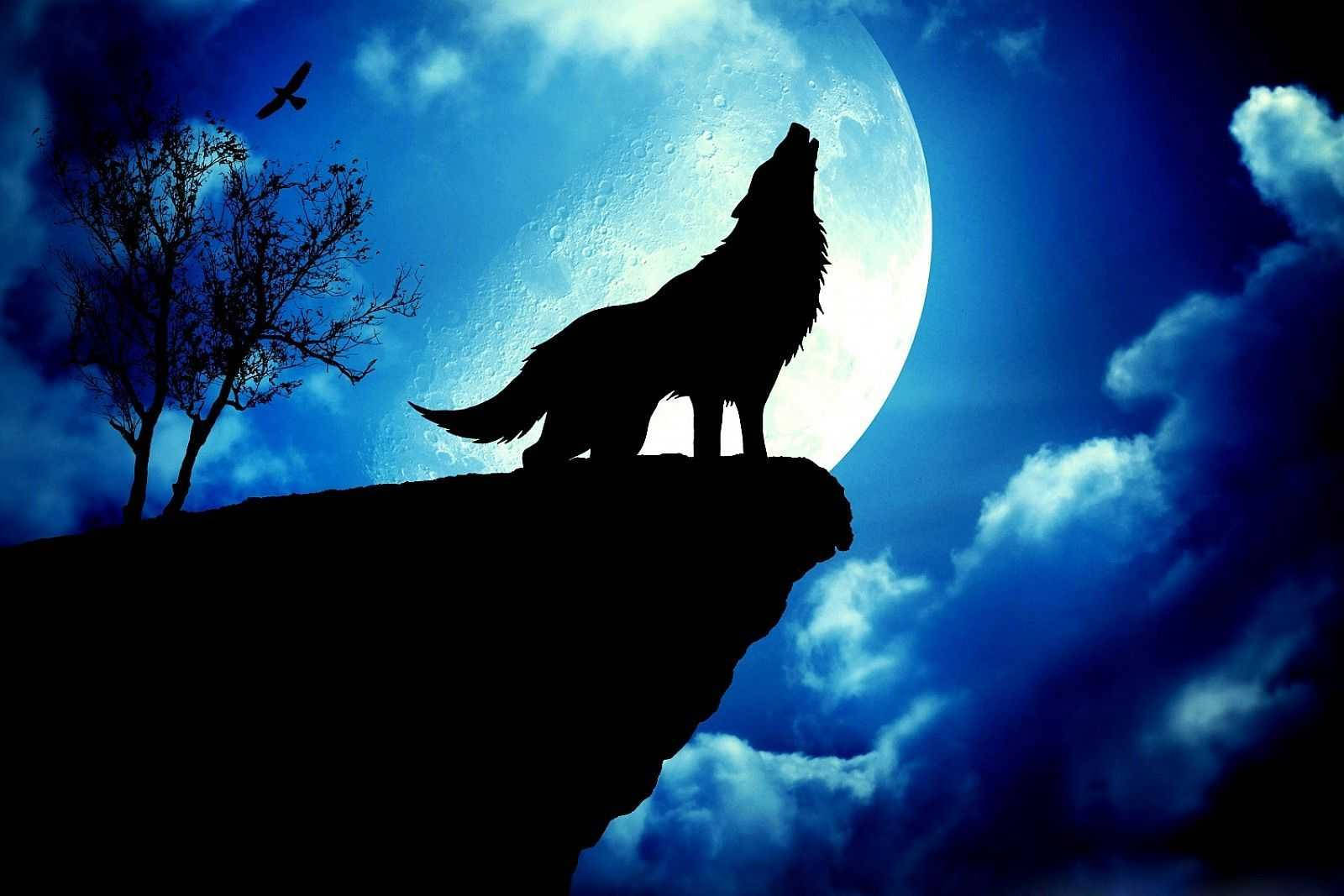 Blue Wolf, Full Moon, howling, HD Desktop Wallpaper