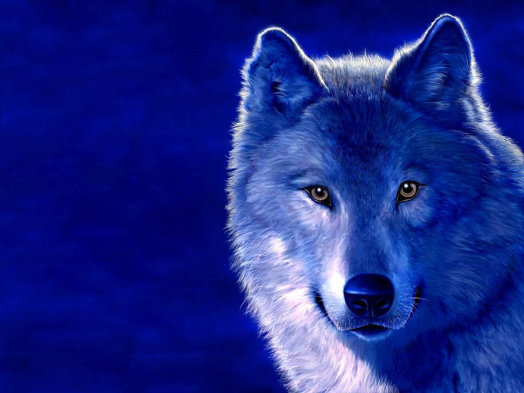 Blue Wolf, yellow eyes, amber eyes, SD Desktop Wallpaper
