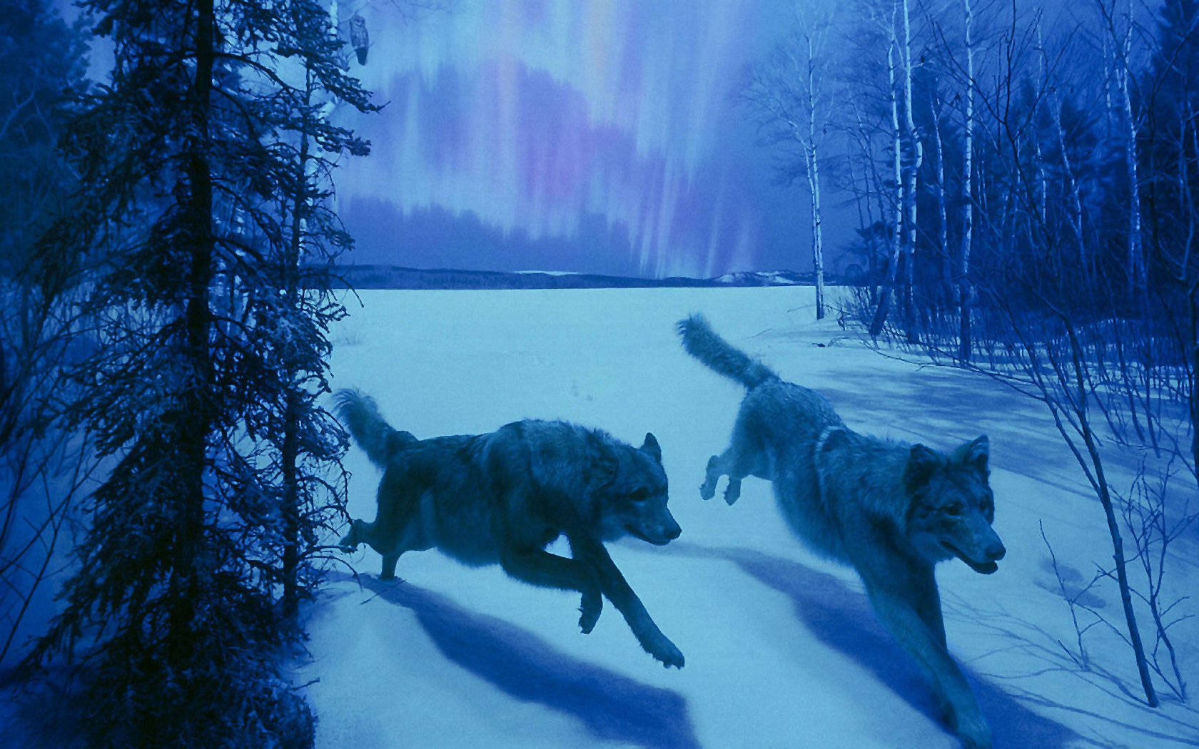 Blue Wolf, Tundra Forest, aurora borealis, HD Desktop Wallpaper