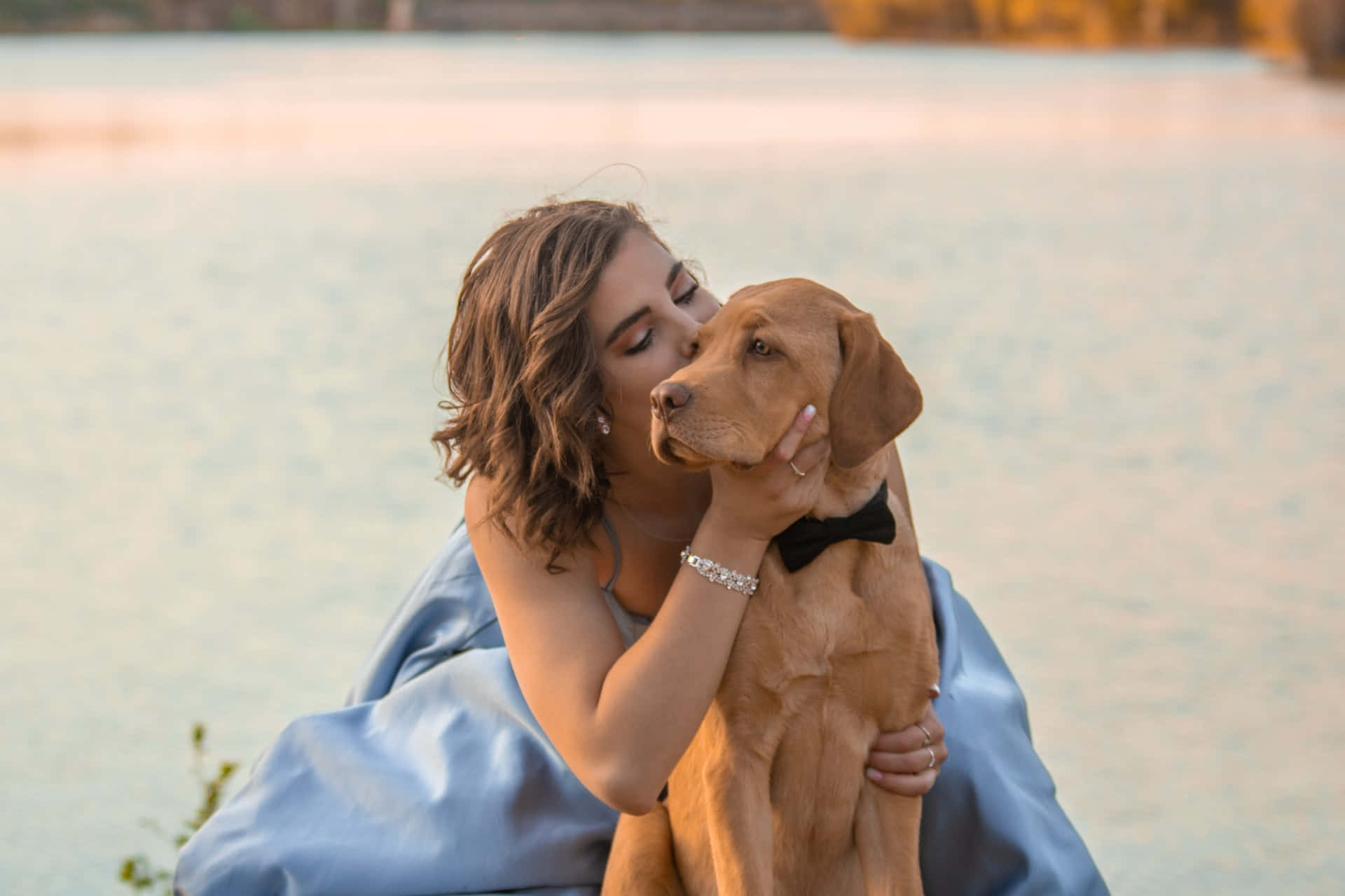 blue dress, brown dog, black bowtie, Full HD Desktop Wallpaper