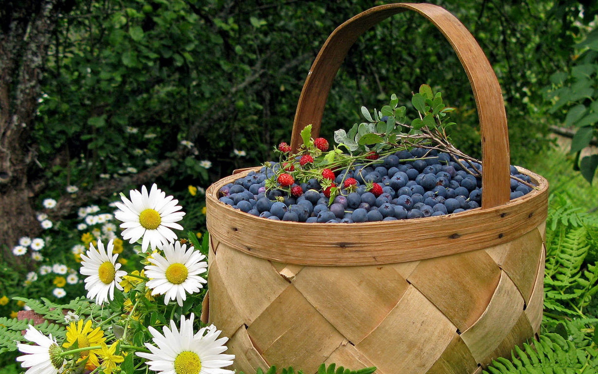 basket of blueberries, plump blueberries, raspberries, Full HD Desktop Wallpaper