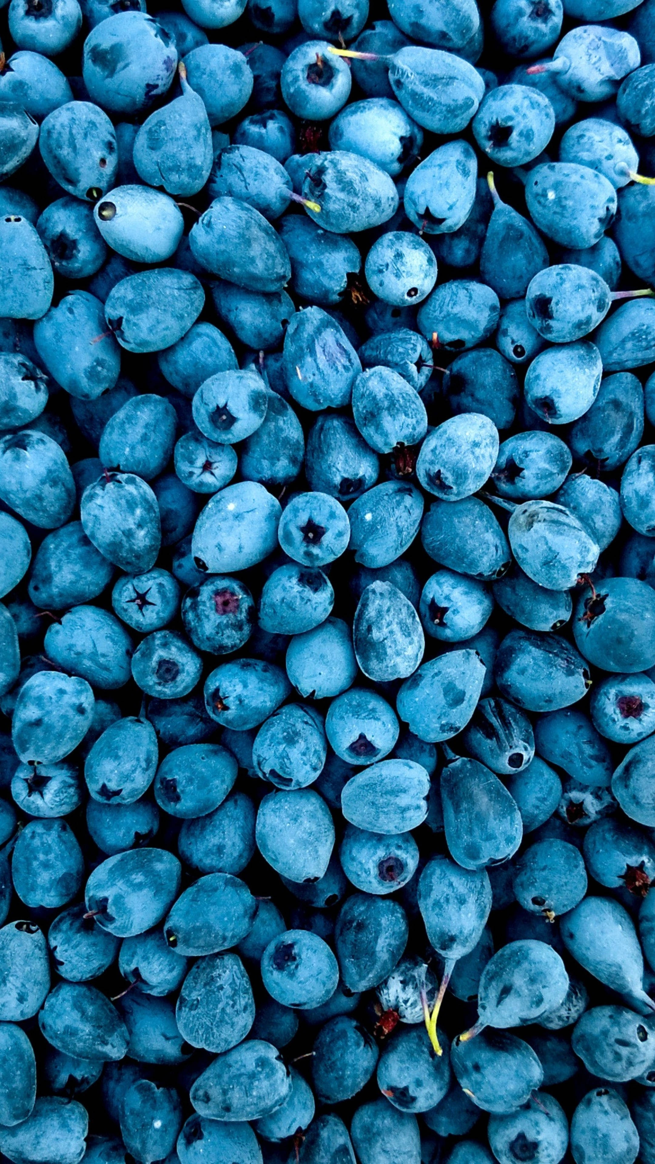 blueberries, 2160x3840, powdery blue bloom, 4K Phone Wallpaper