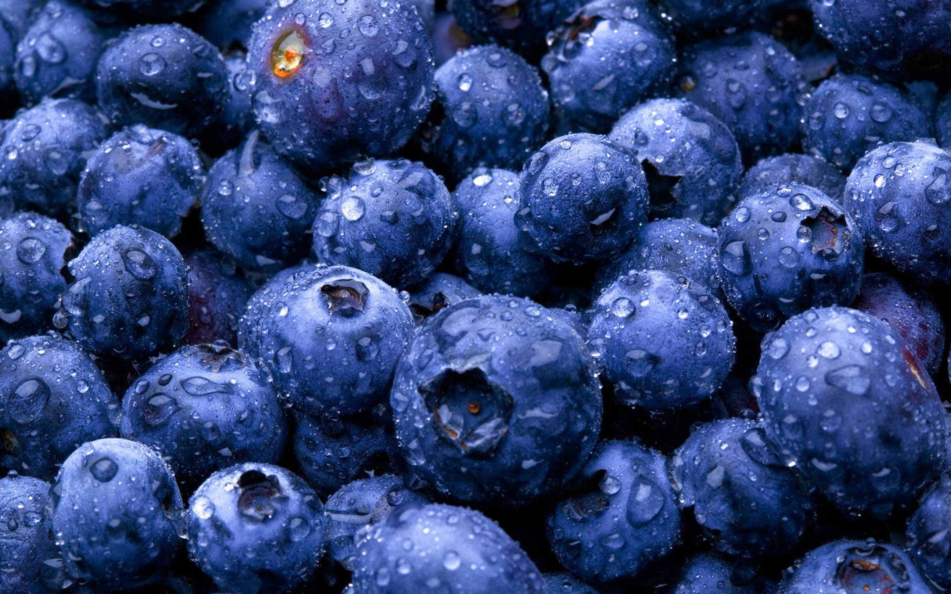 Moist Blue Berries, blueberries, dewdrops, Full HD Desktop Wallpaper