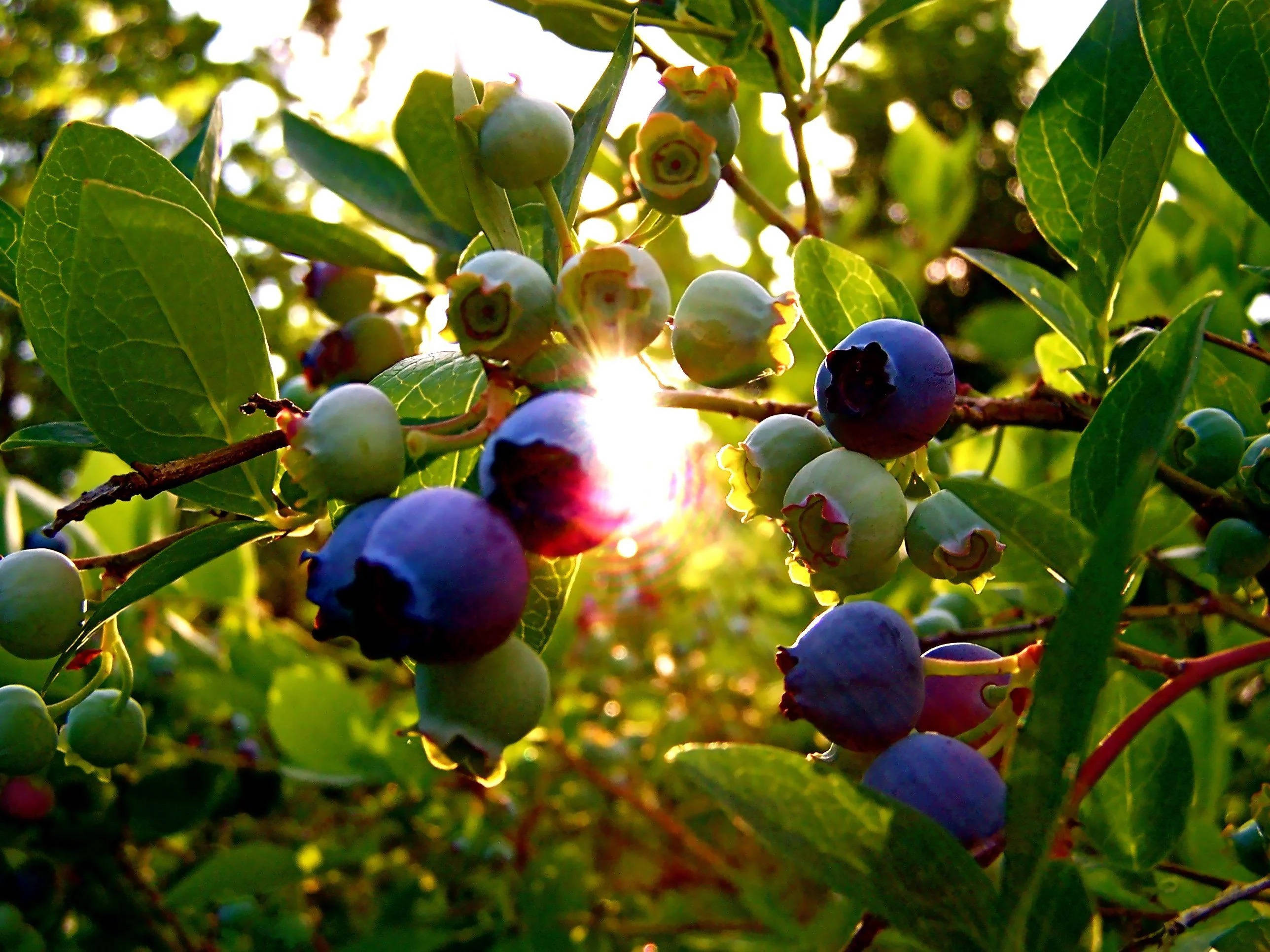 blueberry plant, sunlight, green leaves, 2K Desktop Wallpaper