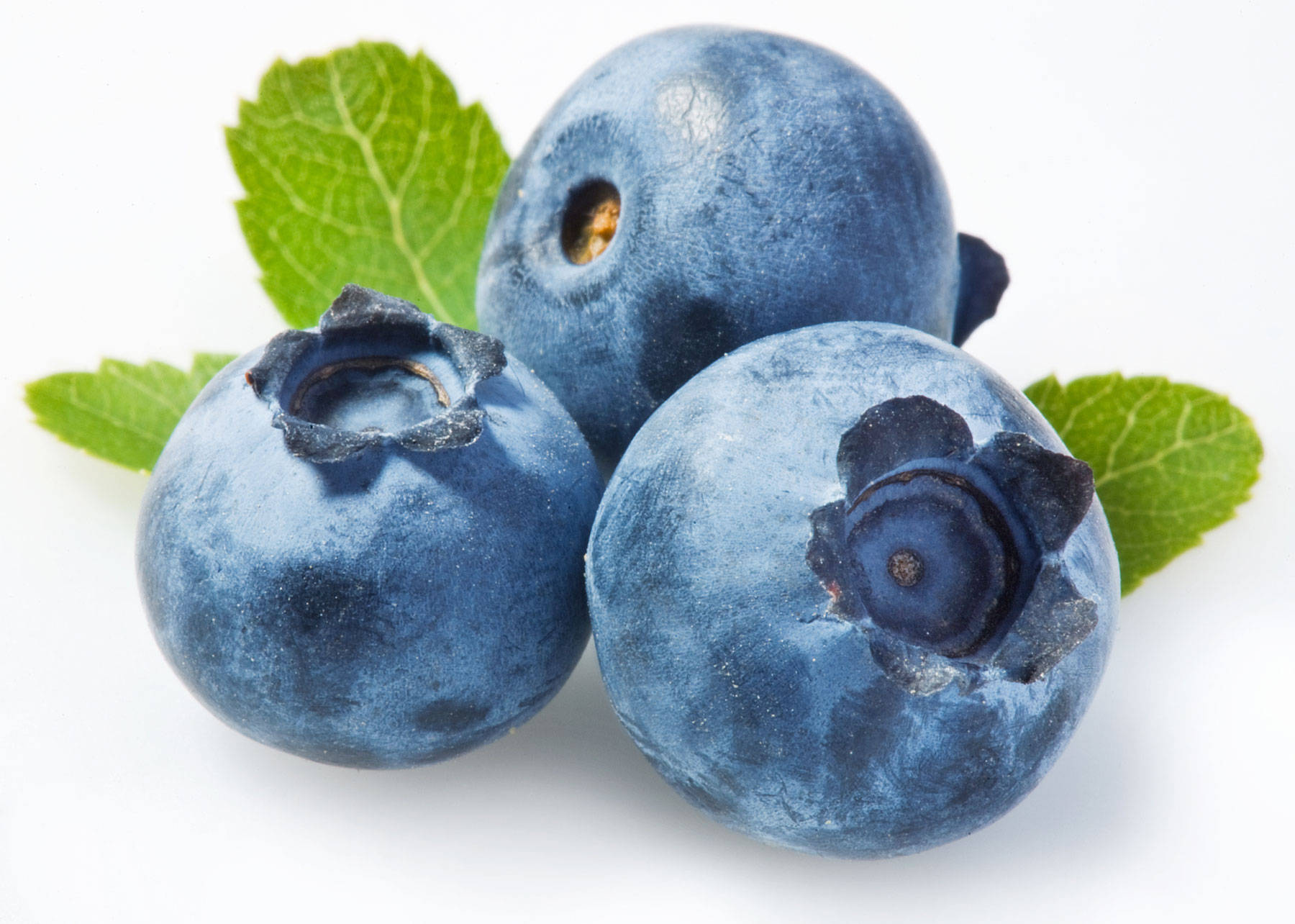blueberries, white surface, dusty blue skins, HD Desktop Wallpaper