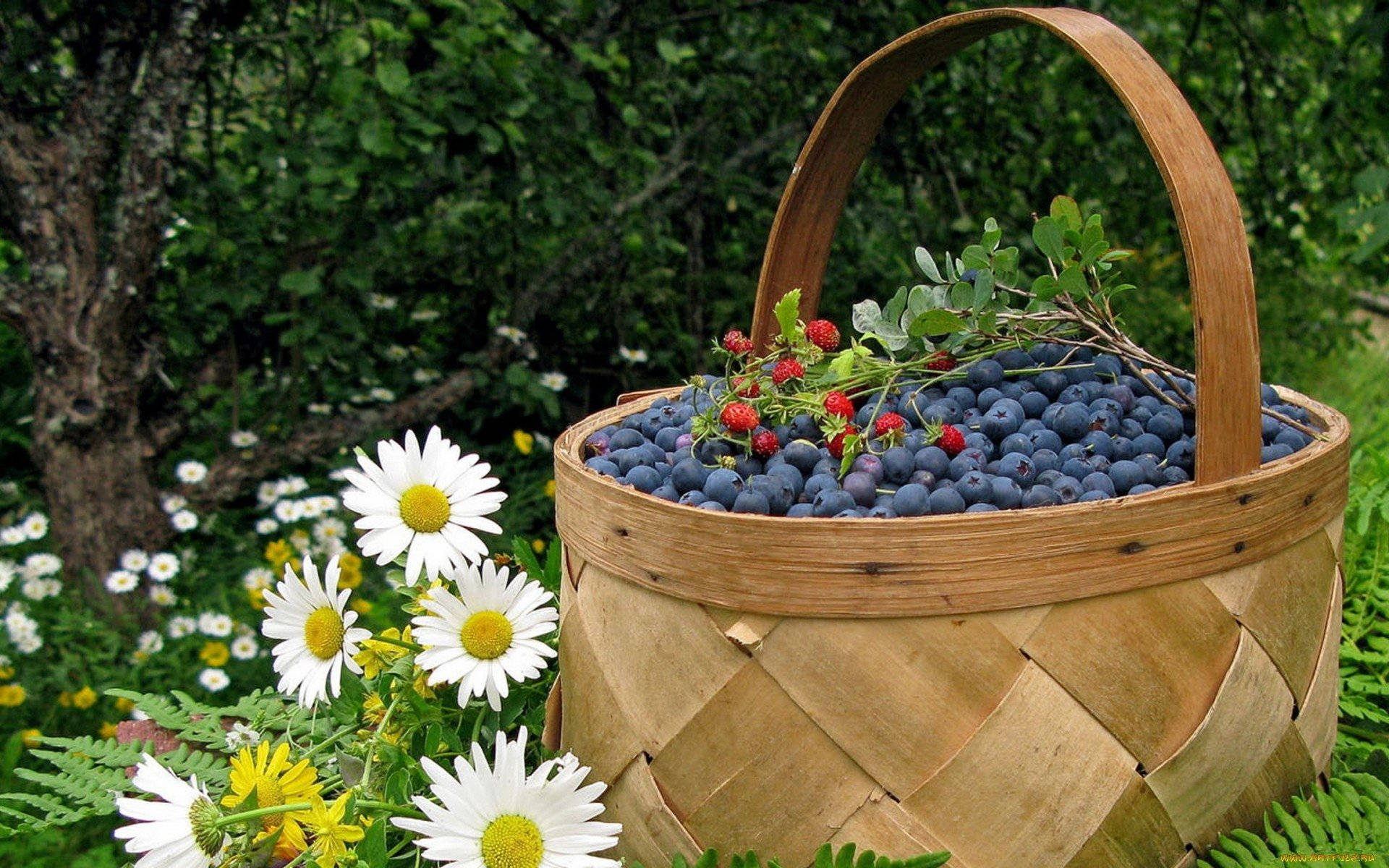 basket of blueberries, woven basket, plump blueberries, Full HD Desktop Wallpaper