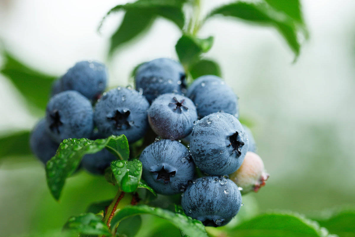 blueberry plant, dewdrops, vibrant green leaves, SD Desktop Wallpaper