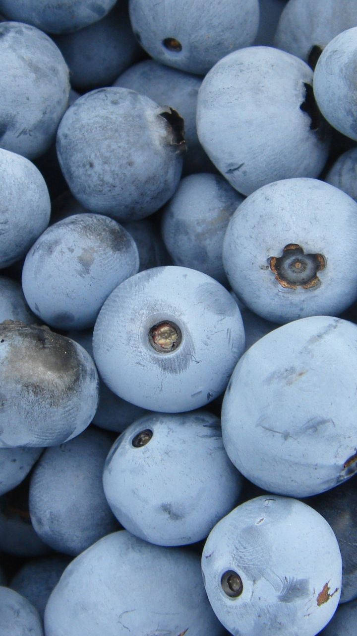 frozen blueberries, plump blueberries, dusty blue skins, HD Phone Wallpaper