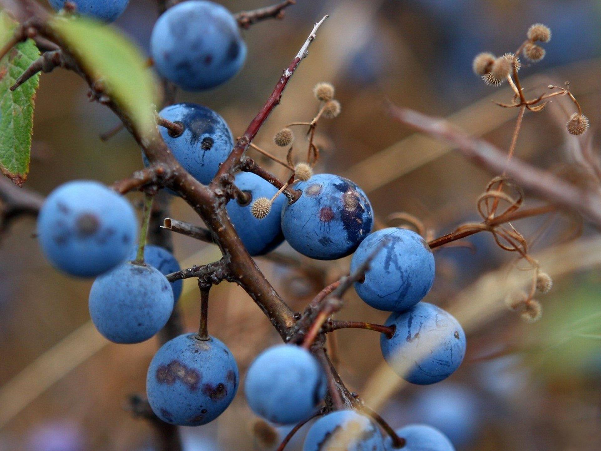 blueberry, gnarled branch, dried seed pods, Full HD Desktop Wallpaper