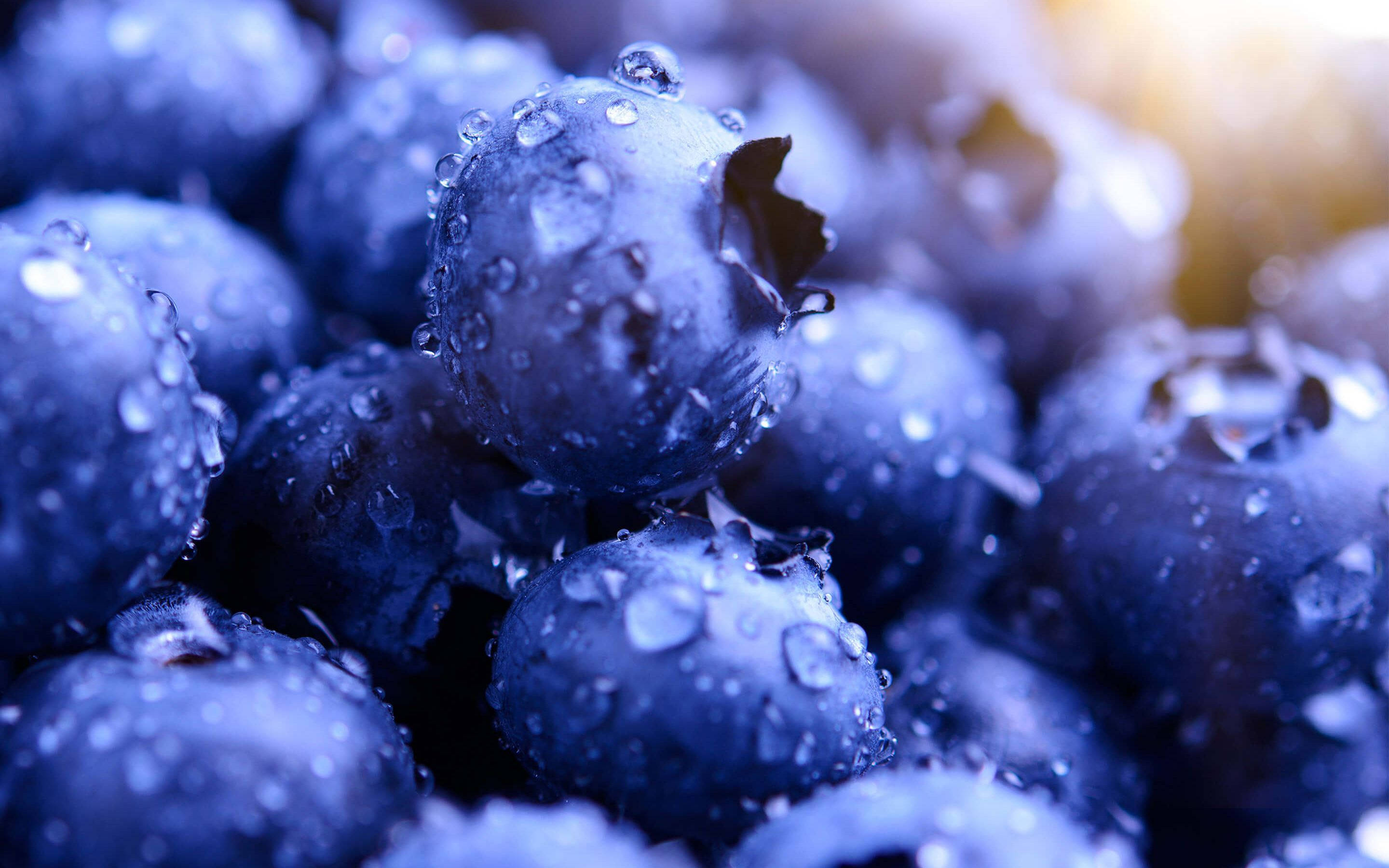 blueberries, dewdrops, golden backlighting, 2K Desktop Wallpaper