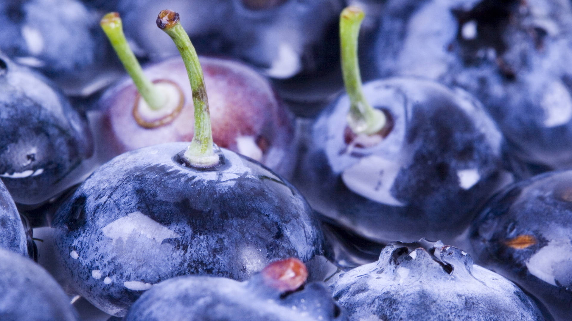 blueberry, dewy surfaces, green stems, Full HD Desktop Wallpaper