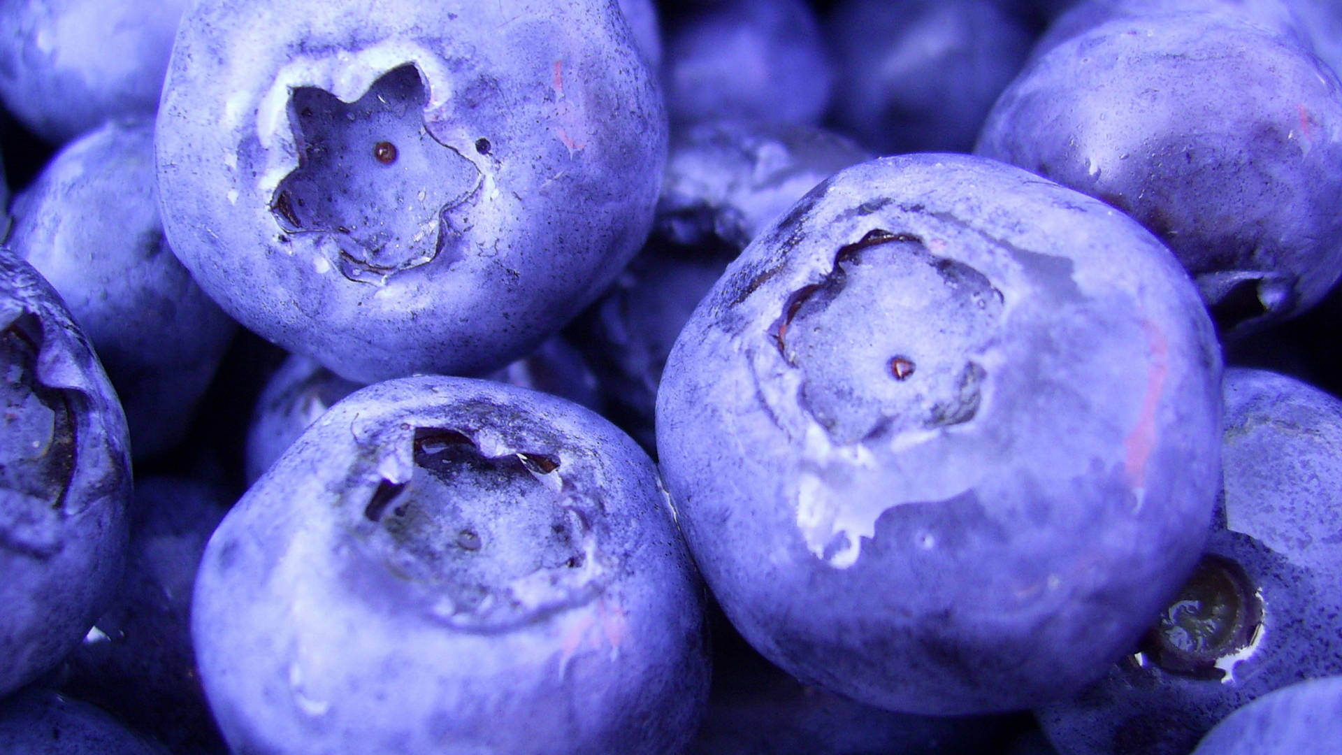 blueberries, dew, soft light, Full HD Desktop Wallpaper
