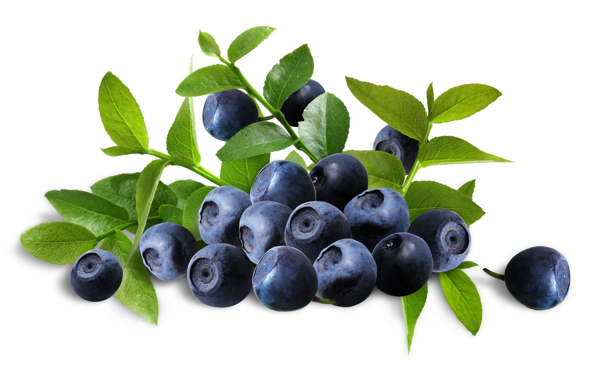 blueberries, green leaves, white background, Full HD Desktop Wallpaper