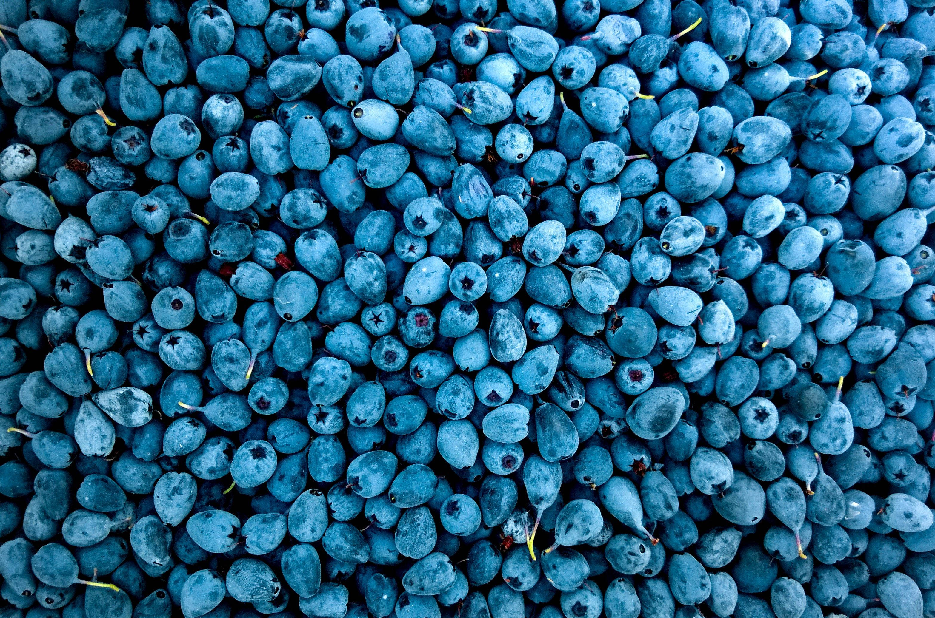blueberries, dusty blue skins, tiny yellow stems, 2K Desktop Wallpaper