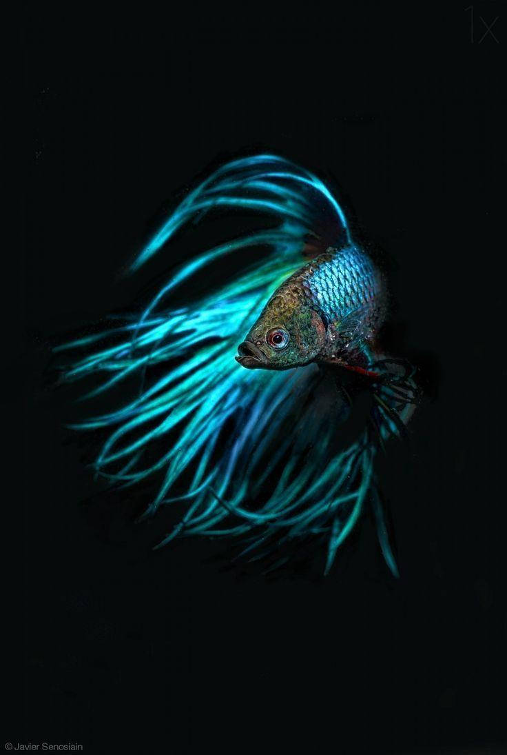 light blue betta fish, iridescent blue fins, pure black background, SD Phone Wallpaper
