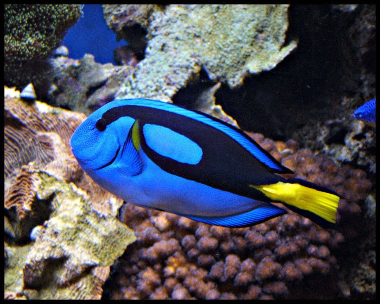 blue tang fish, vibrant blue tang fish, yellow tail, HD Desktop Wallpaper