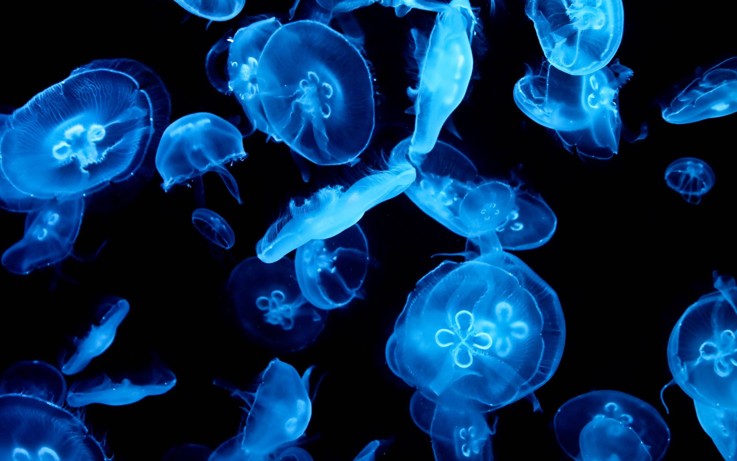 bright blue jellyfish, glowing blue jellyfish, pitch-black void, 2K Desktop Wallpaper