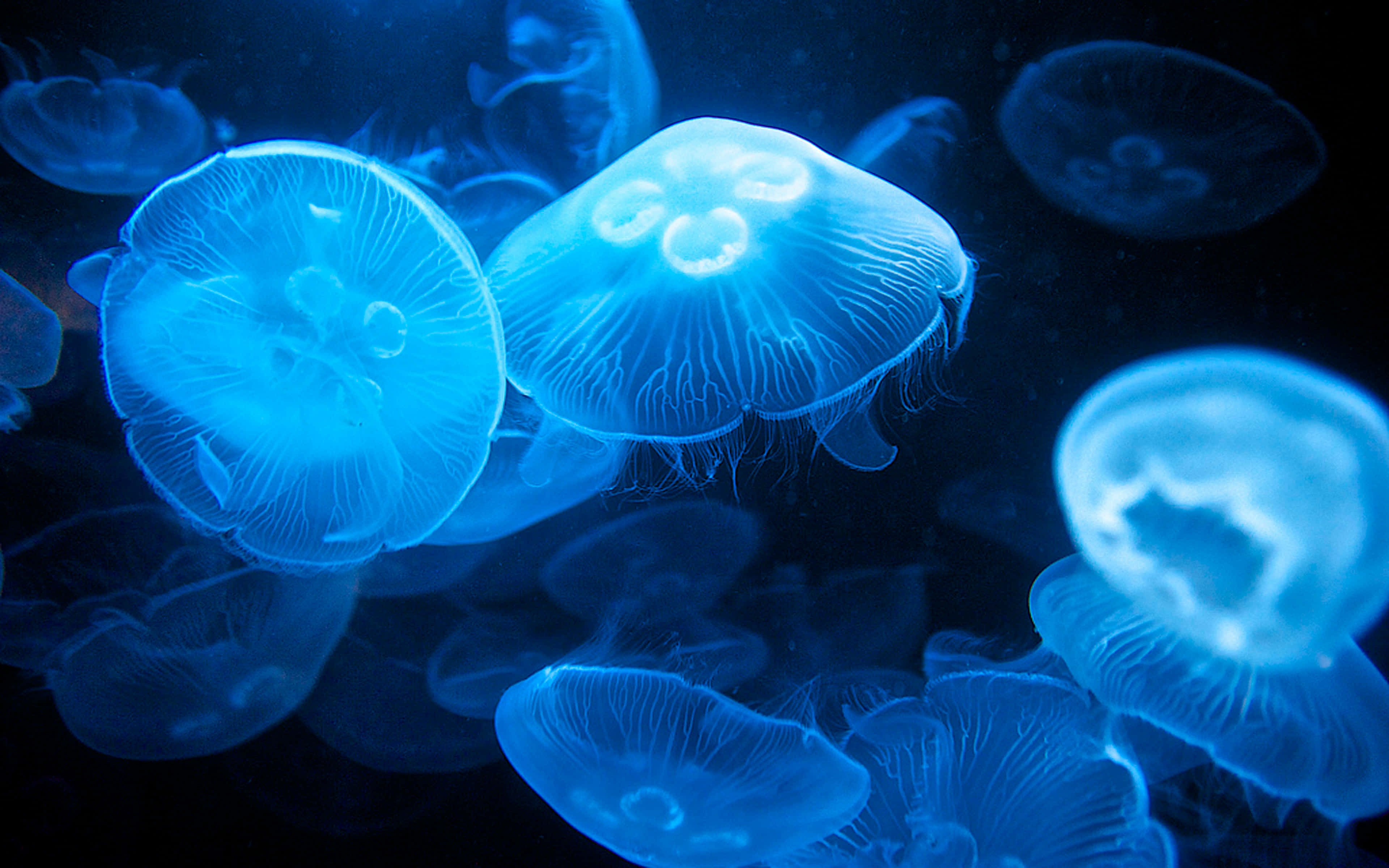 glowing blue jellyfish, underwater, translucent bells, 4K Desktop Wallpaper