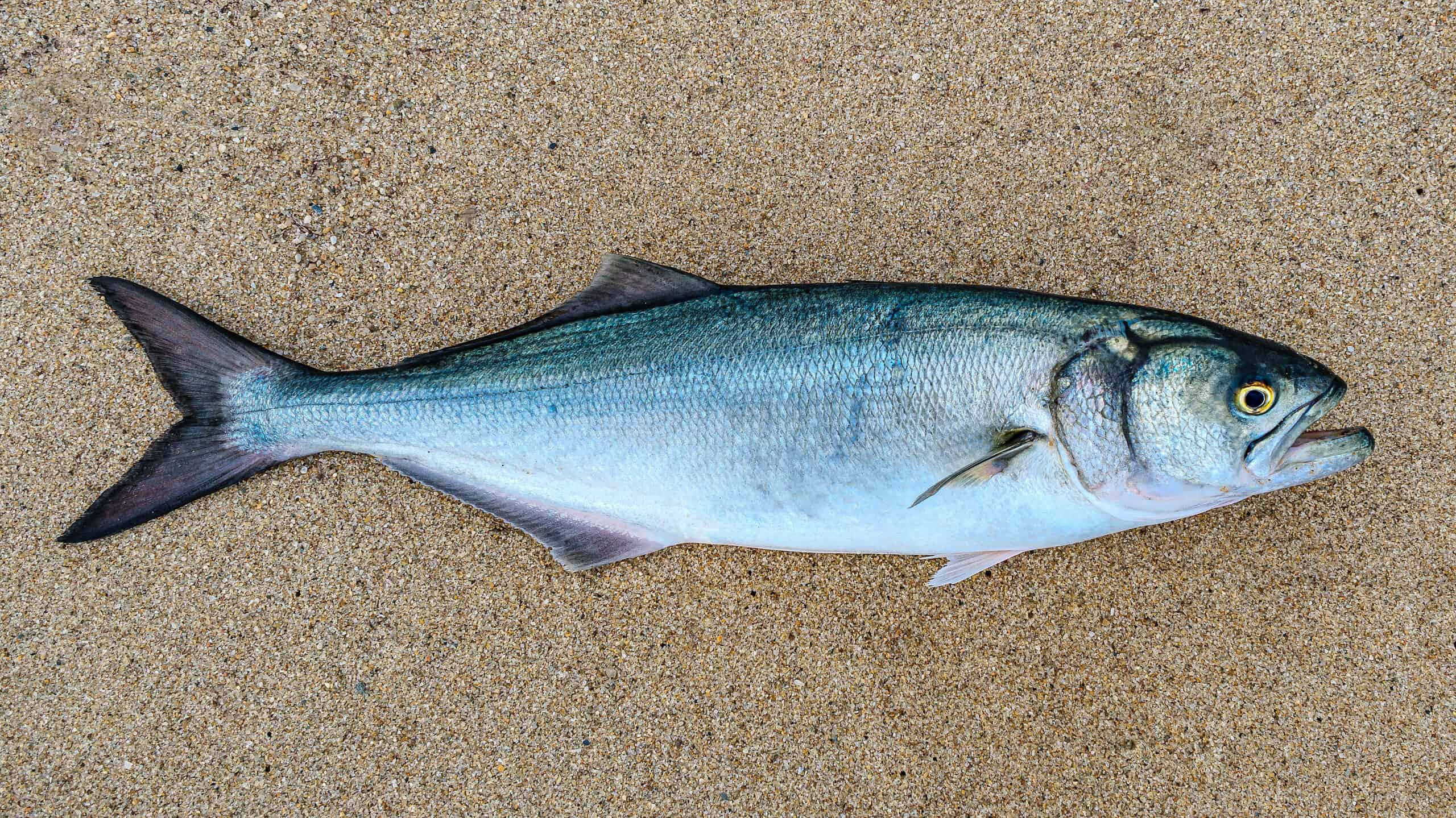Bluefish, sandy beach, silver fish, 2K Desktop Wallpaper