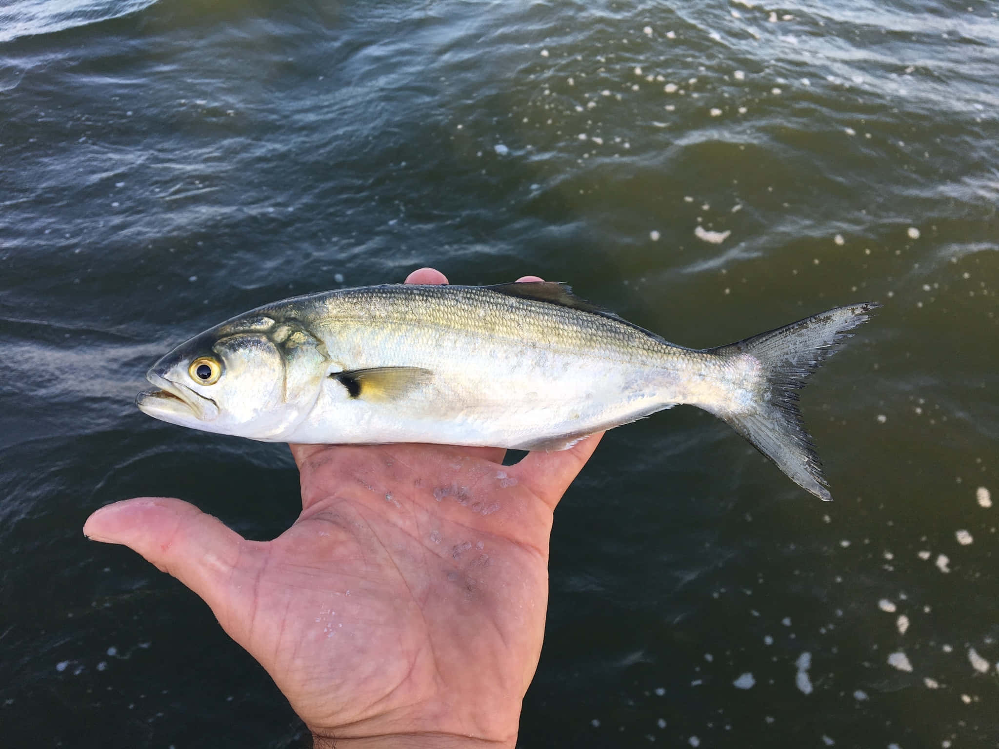 Bluefish, silvery fish, yellow eye, Full HD Desktop Wallpaper