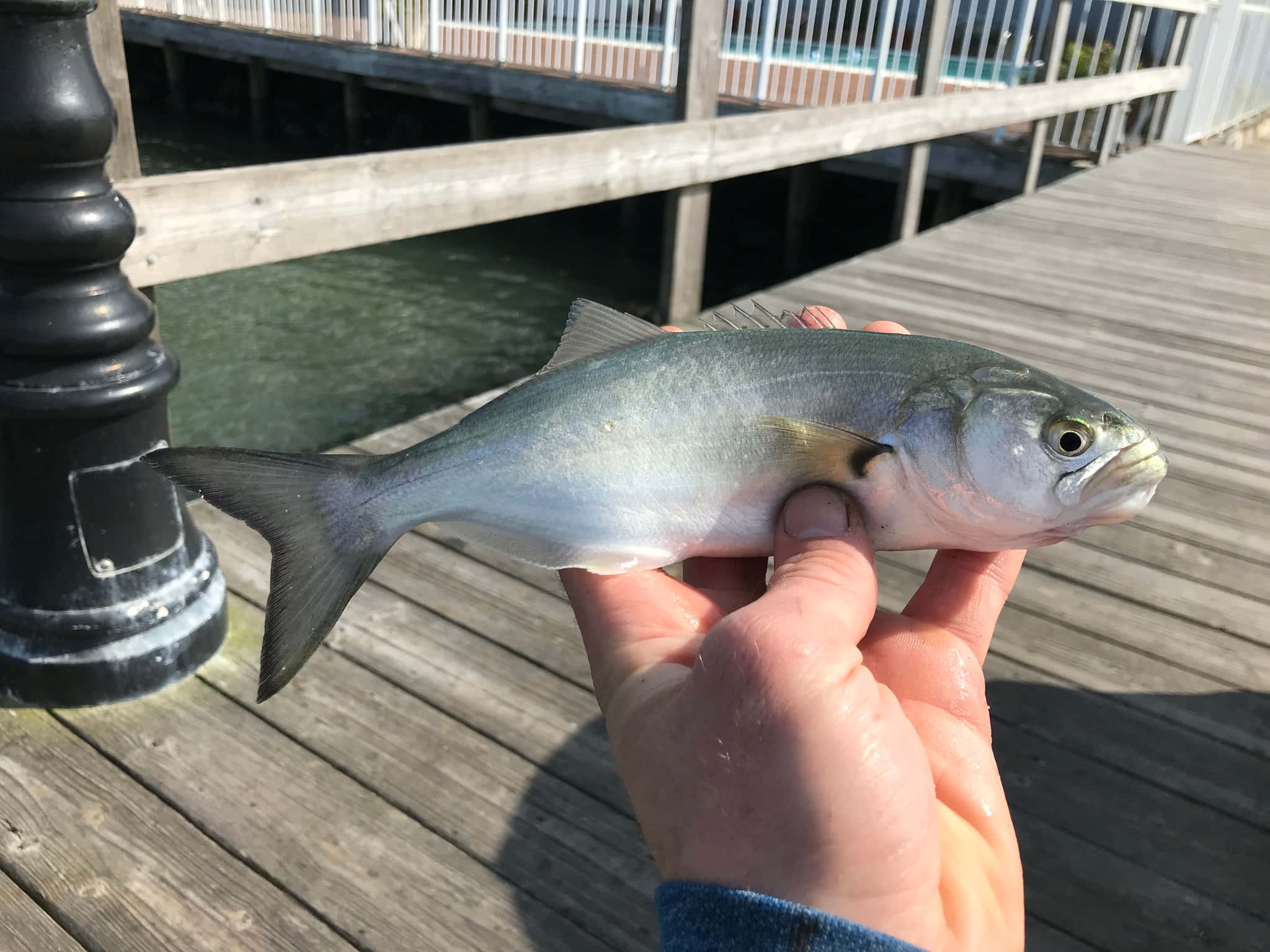 bluefish, wooden dock, railings, Full HD Desktop Wallpaper