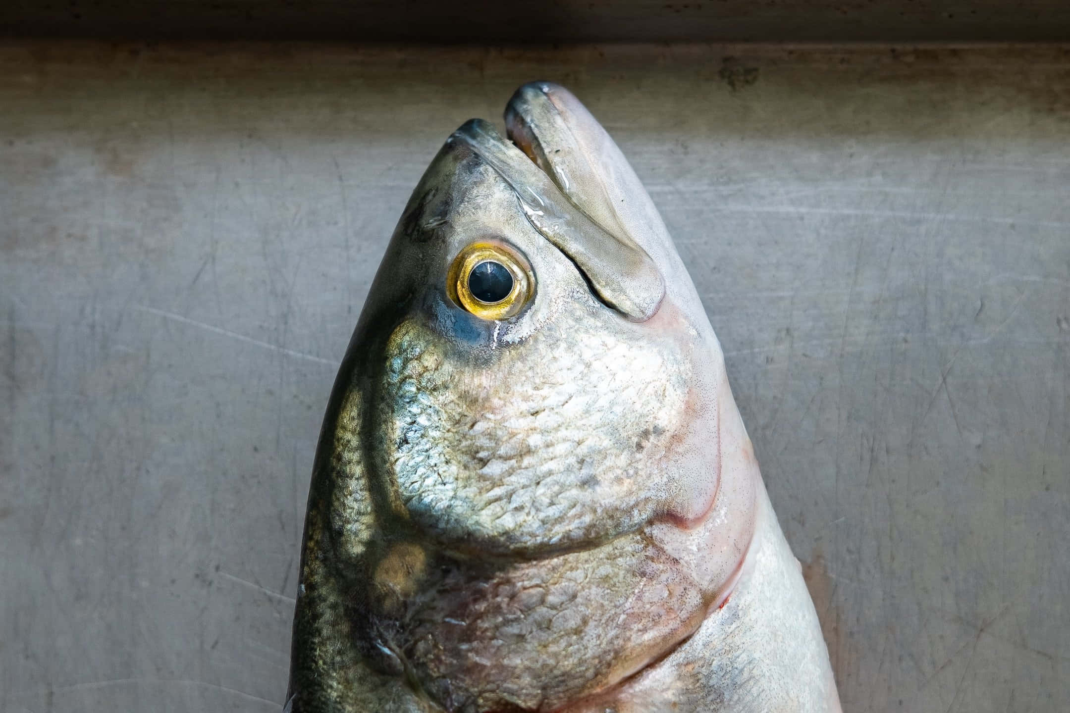 Bluefish, gleaming scales, golden eye, Full HD Desktop Wallpaper