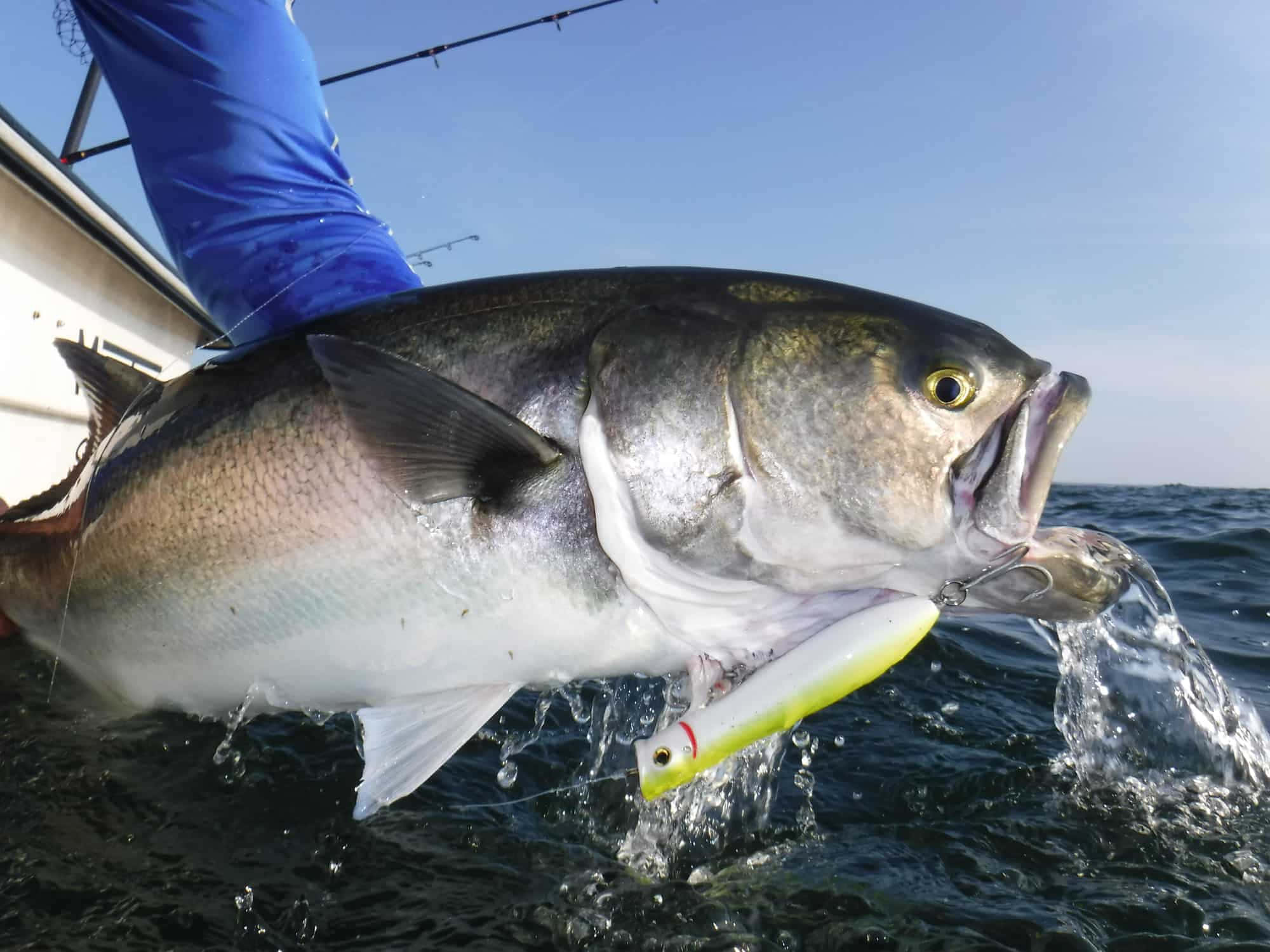 Bluefish, lure, boat, Full HD Desktop Wallpaper
