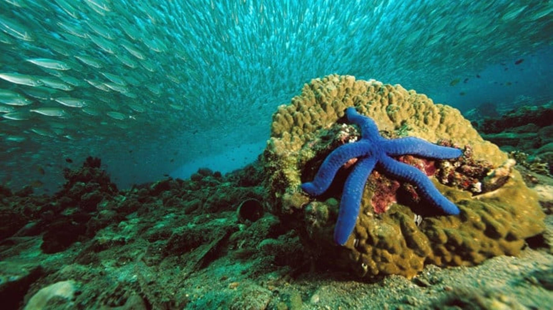royal blue starfish, textured coral reef, swirling school of silver fish, HD Desktop Wallpaper