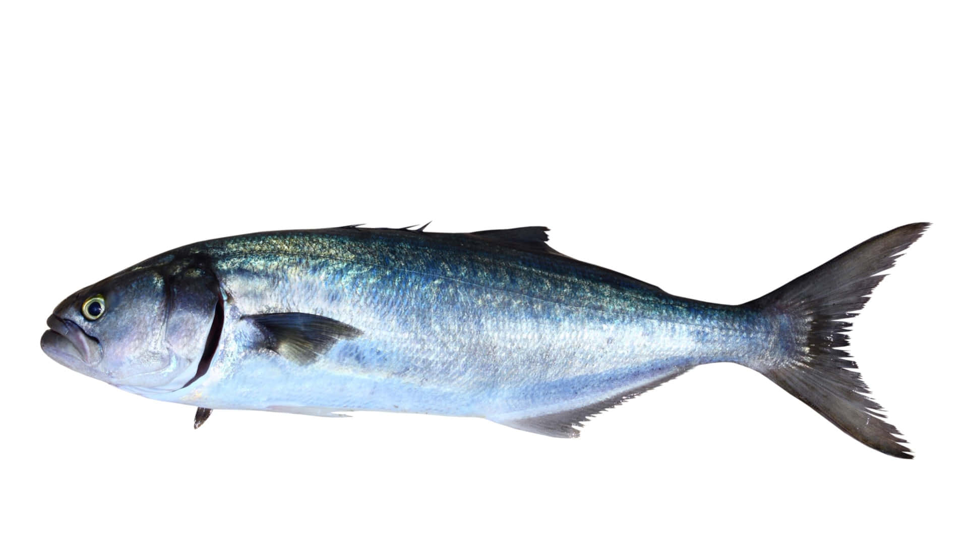 Bluefish, silver, iridescent blue scales, Full HD Desktop Wallpaper