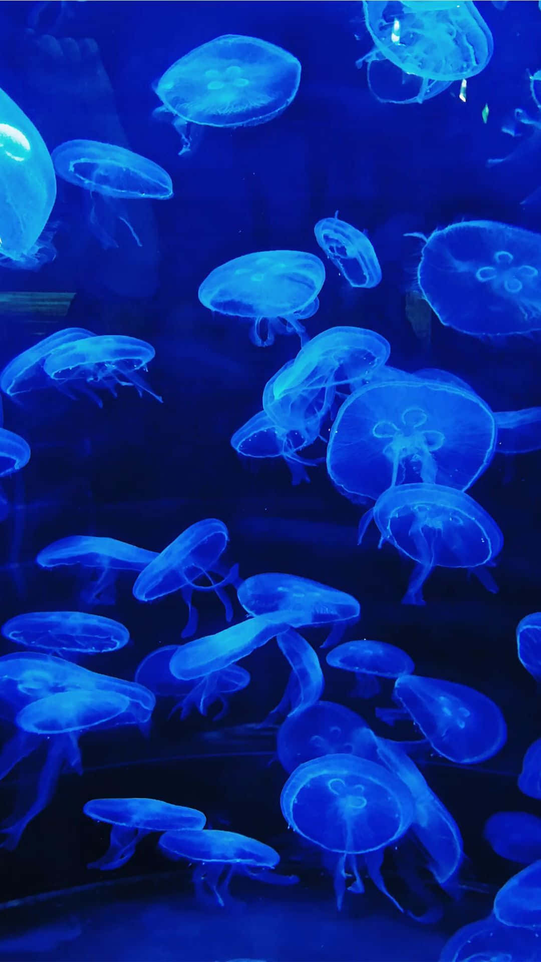 blue jellyfish, translucent blue jellyfish, deep ocean water, Full HD Phone Wallpaper
