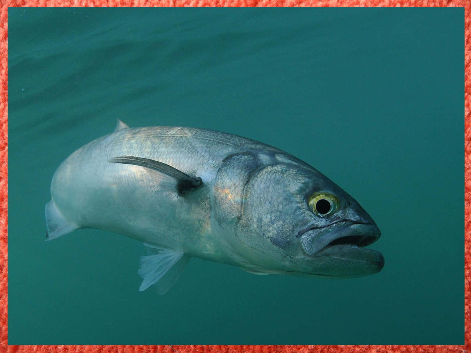 Bluefish, turquoise water, red textured border, HD Desktop Wallpaper