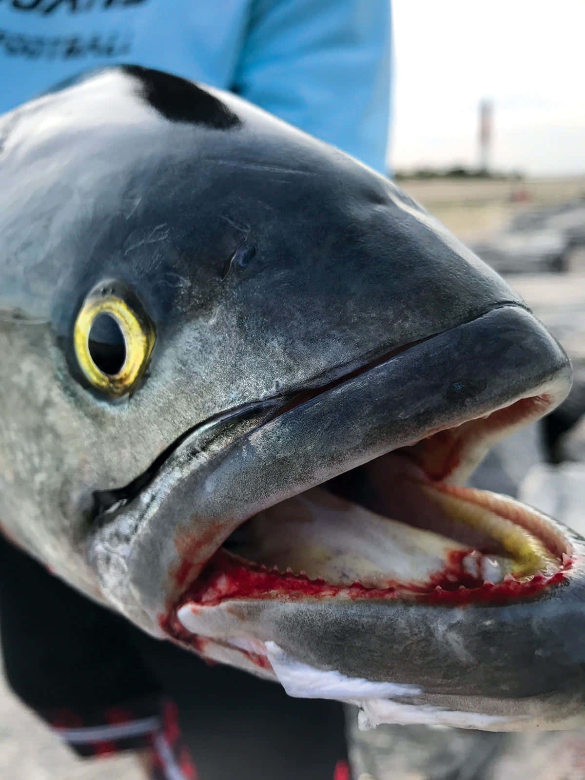 bluefish, yellow eye, open mouth, HD Phone Wallpaper
