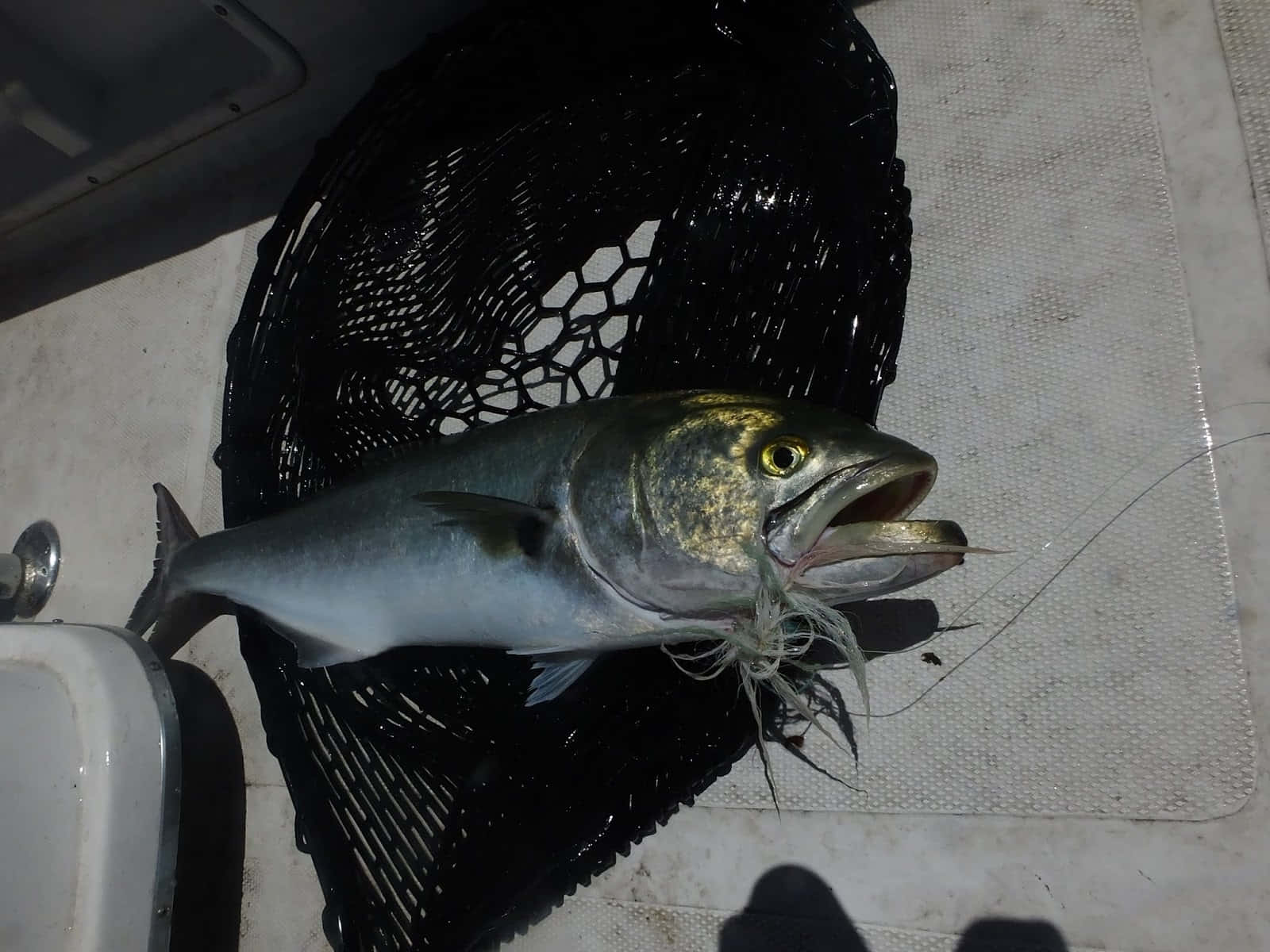 Bluefish, silver fish, yellow eye, HD Desktop Wallpaper
