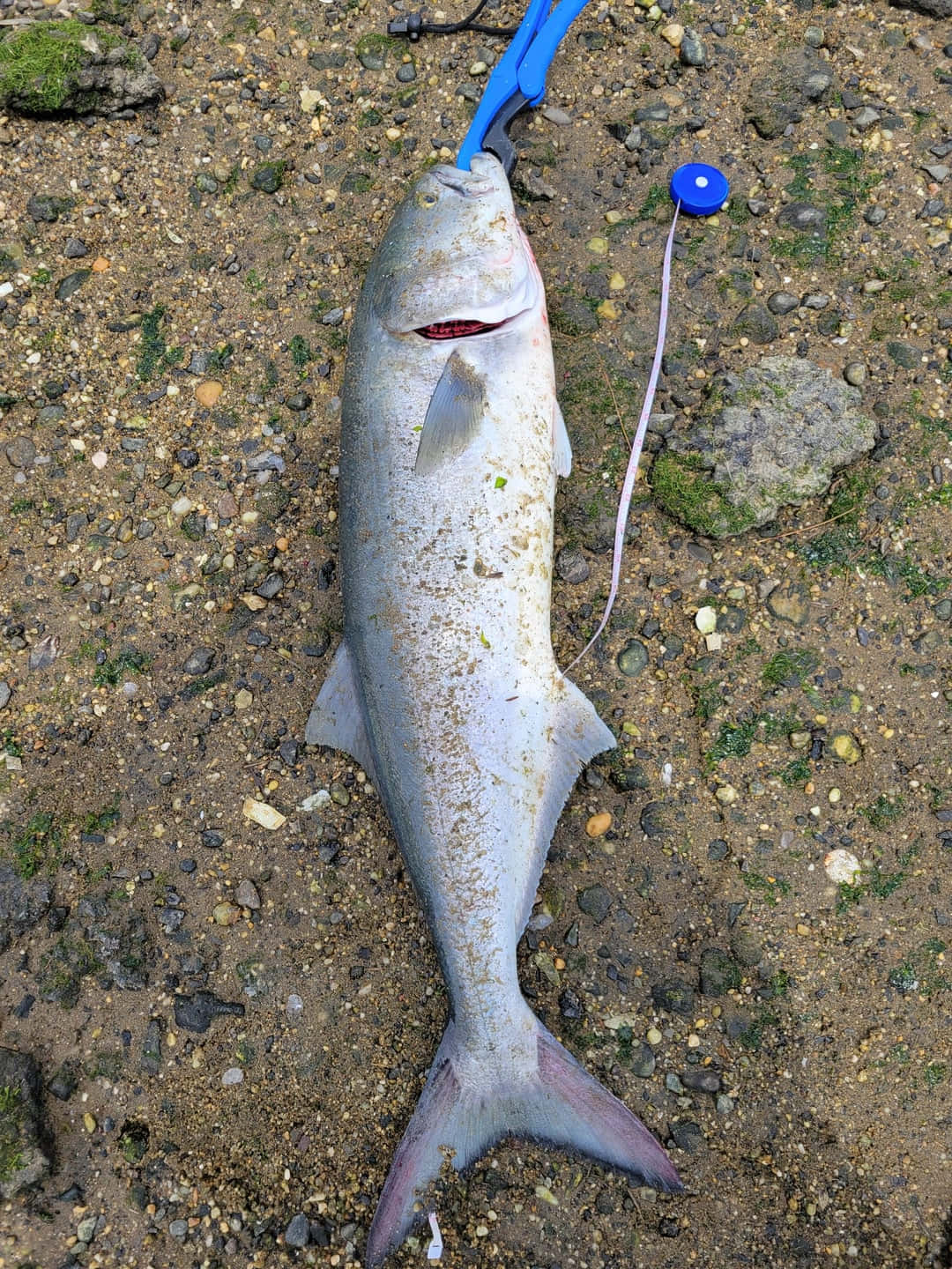 Bluefish, muddy gravel, blue measuring tape, HD Phone Wallpaper