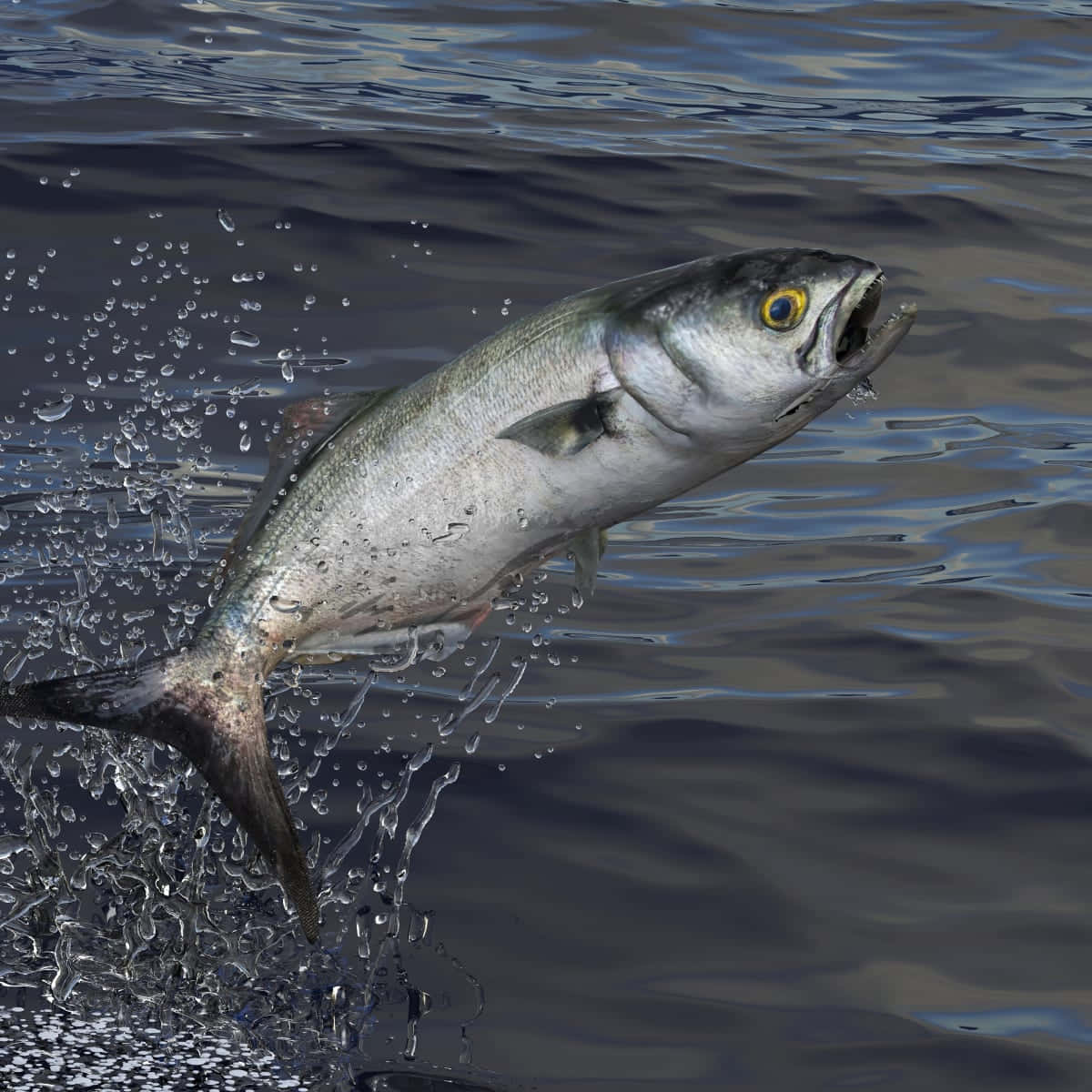 Bluefish, leaping, silver fish, SD Desktop Wallpaper