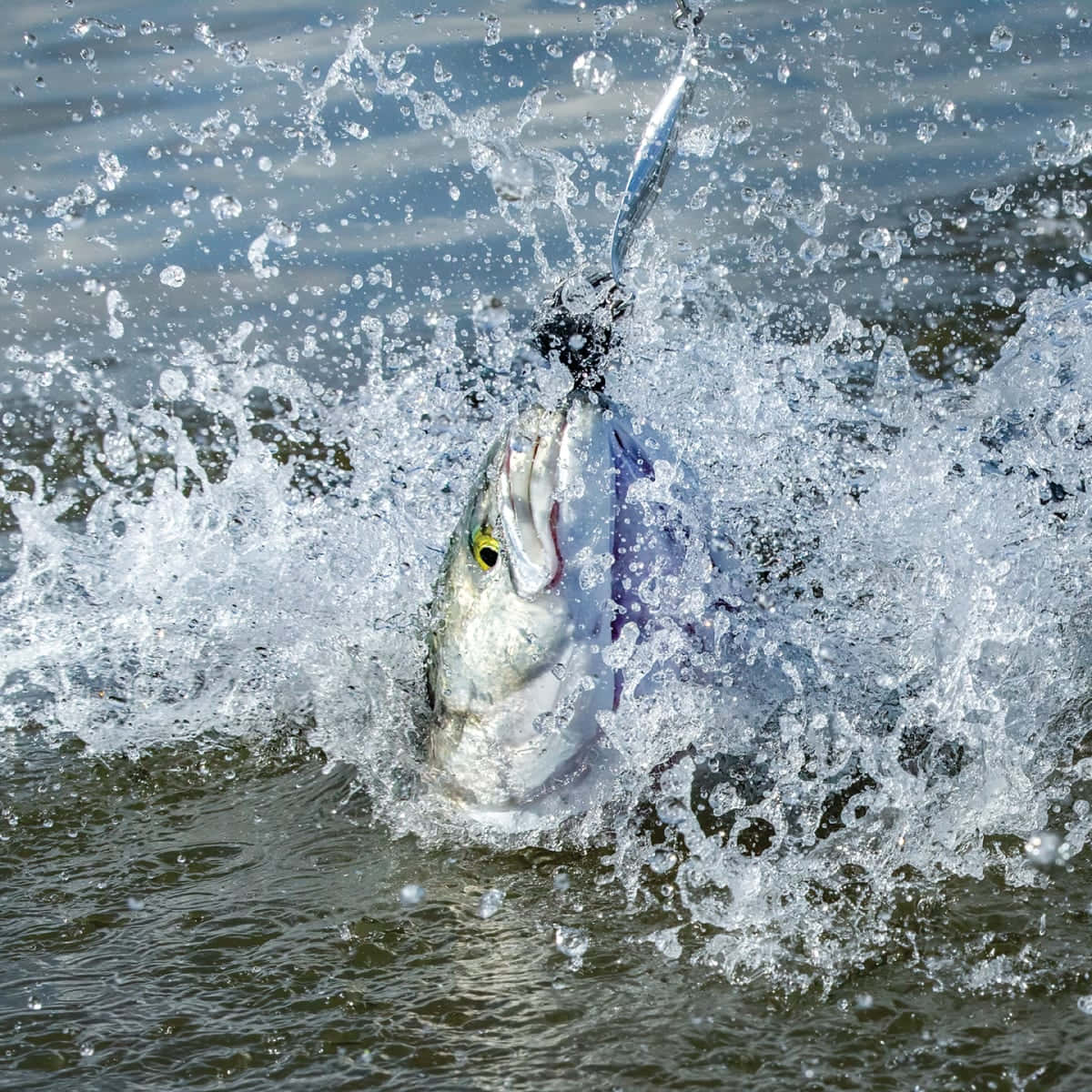 Bluefish, silver fish, murky water, SD Desktop Wallpaper
