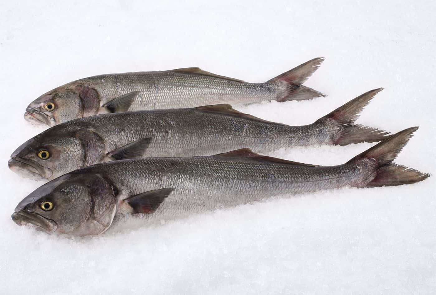 Bluefish, crushed ice, silver fish, HD Desktop Wallpaper