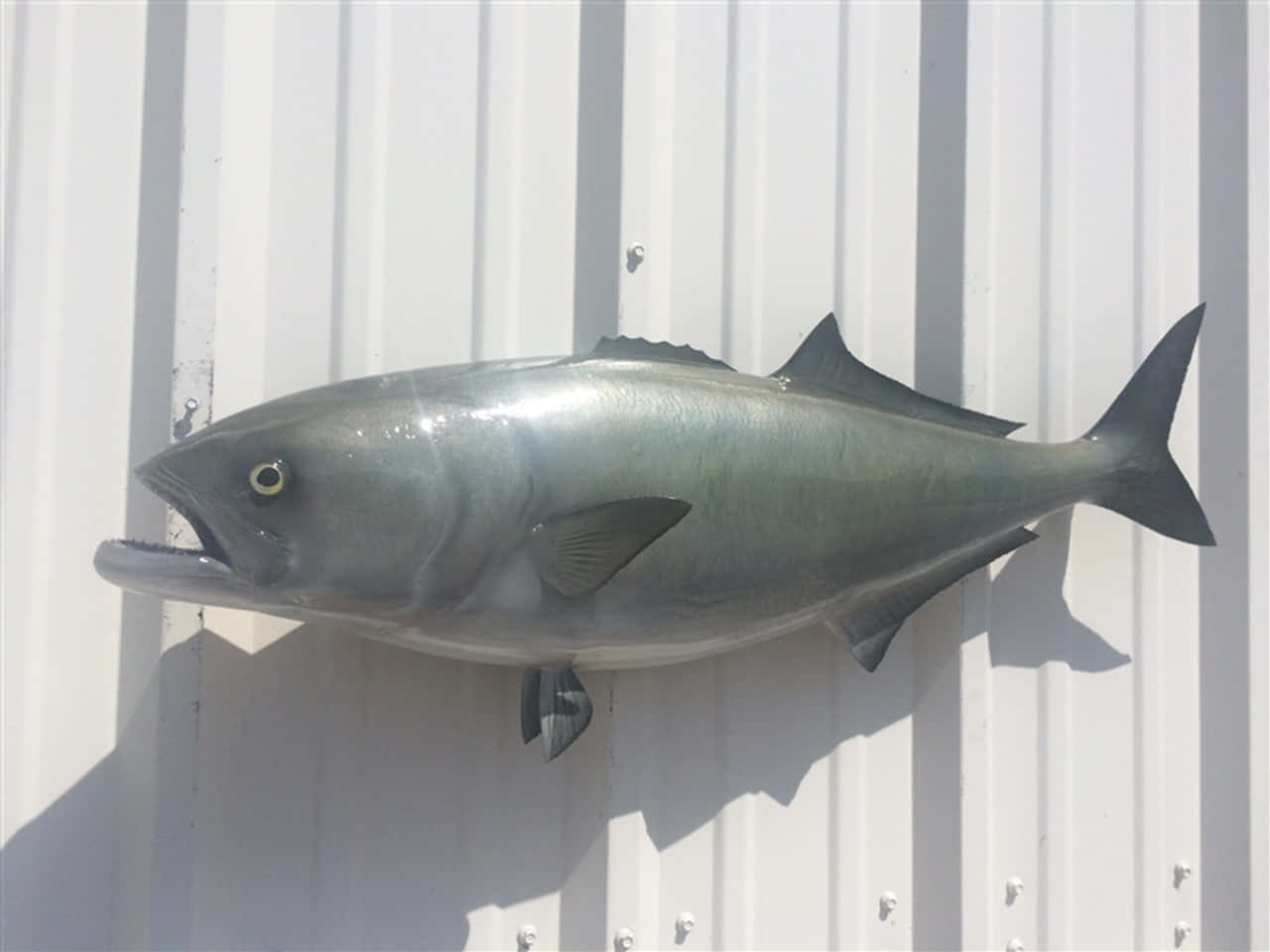 Bluefish, silver fish mount, open mouth, HD Desktop Wallpaper