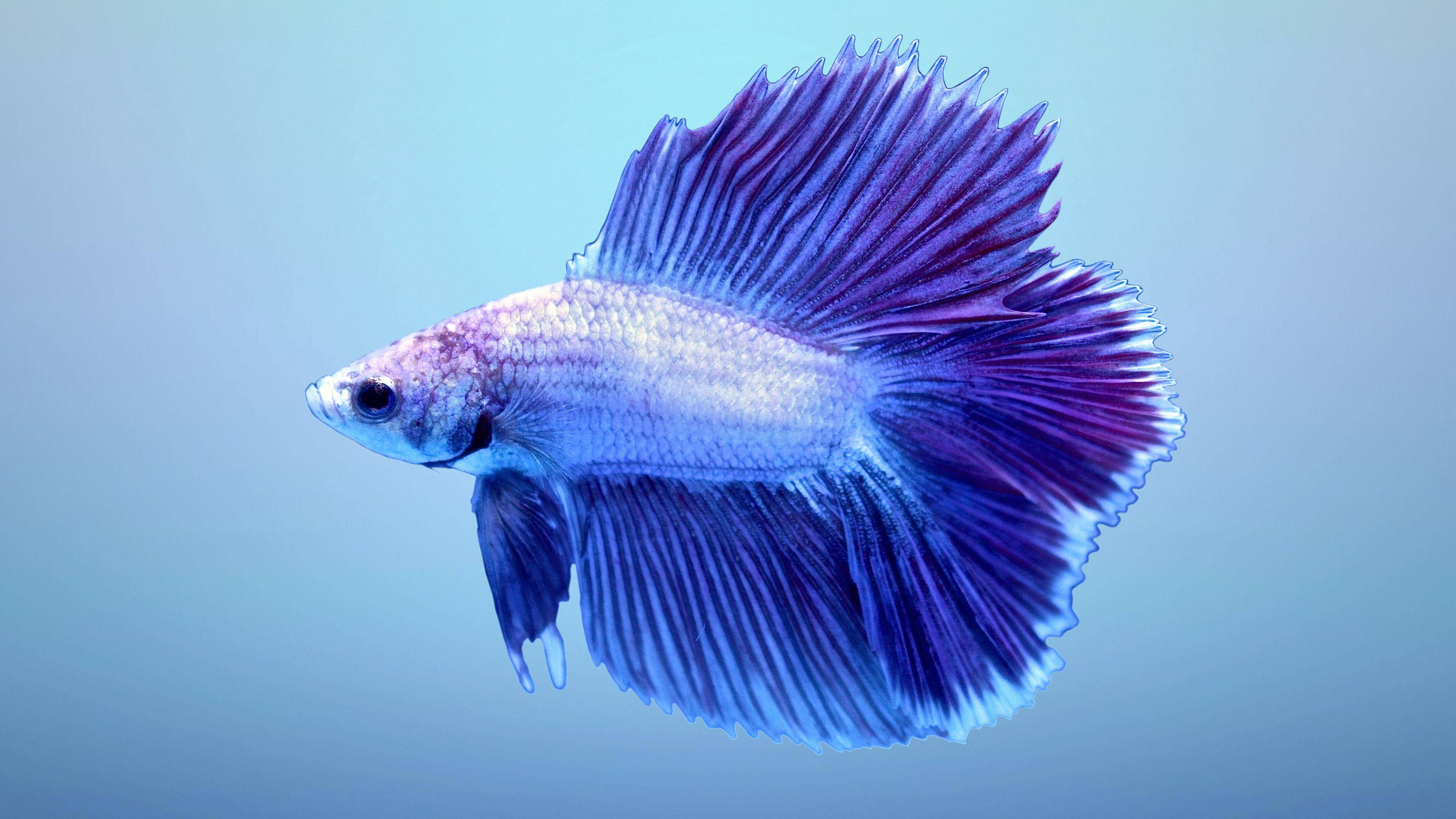 blue betta fish, vibrant purple and blue, flowing fins, 4K Desktop Wallpaper